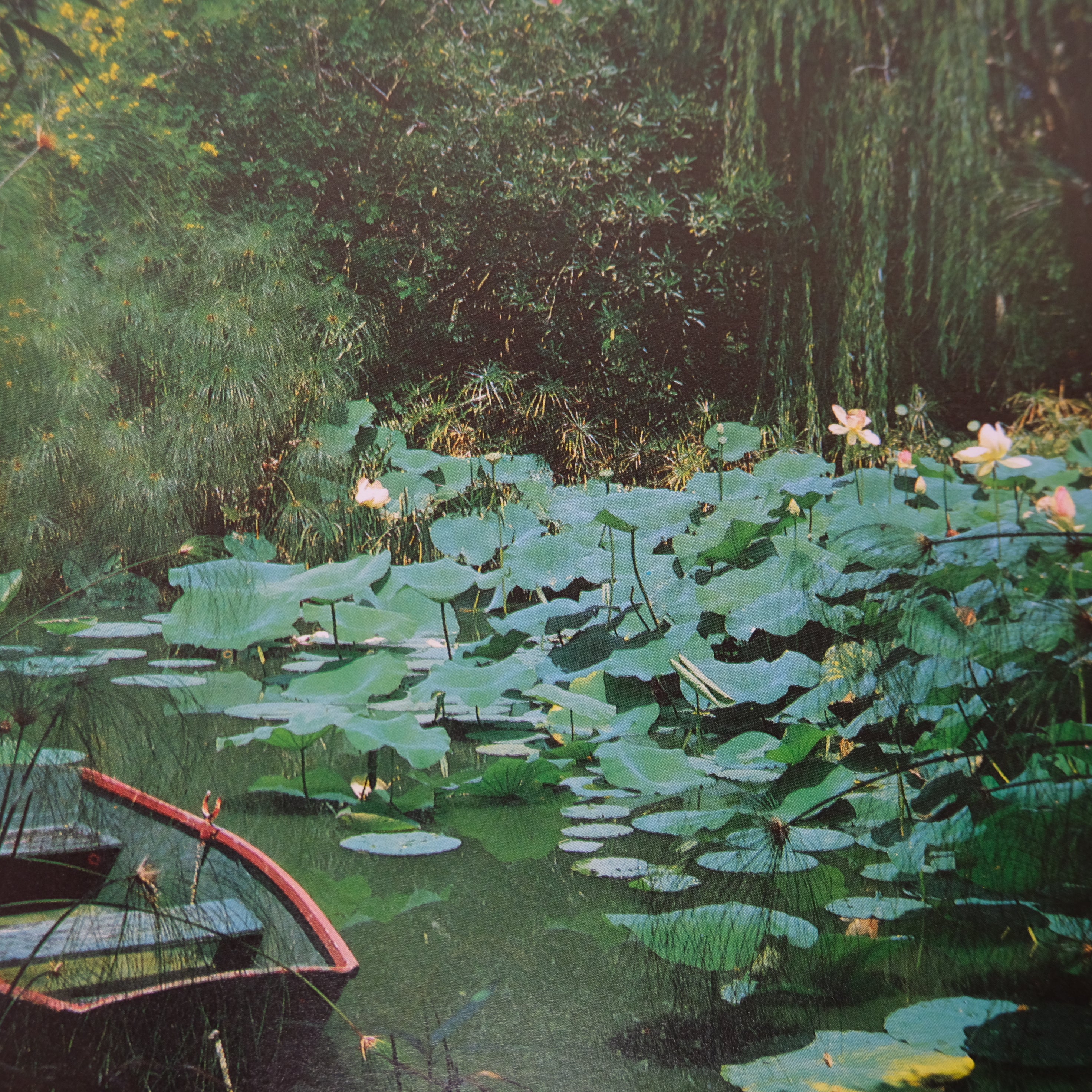 WILD GARDENING: STRATEGIES AND PROCEDURES USING NATIVE PLANTINGS