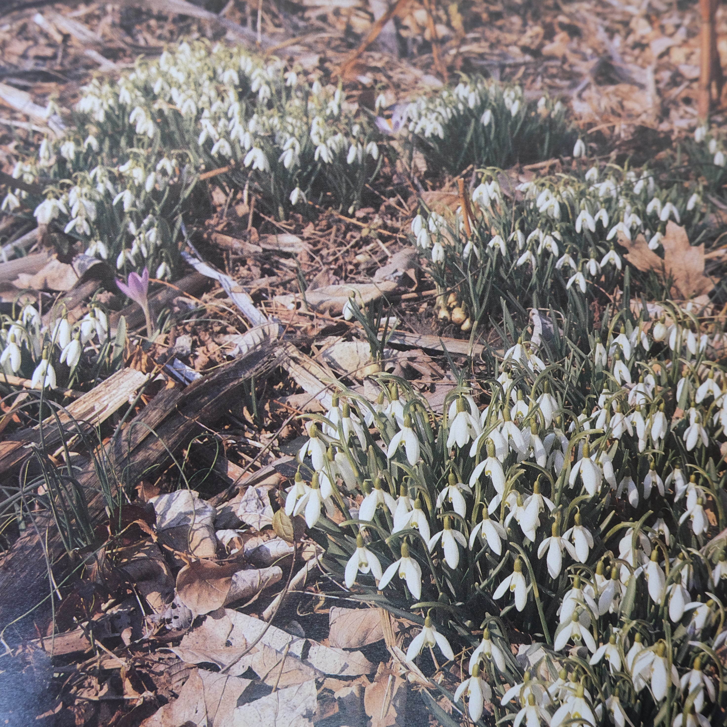 WILD GARDENING: STRATEGIES AND PROCEDURES USING NATIVE PLANTINGS