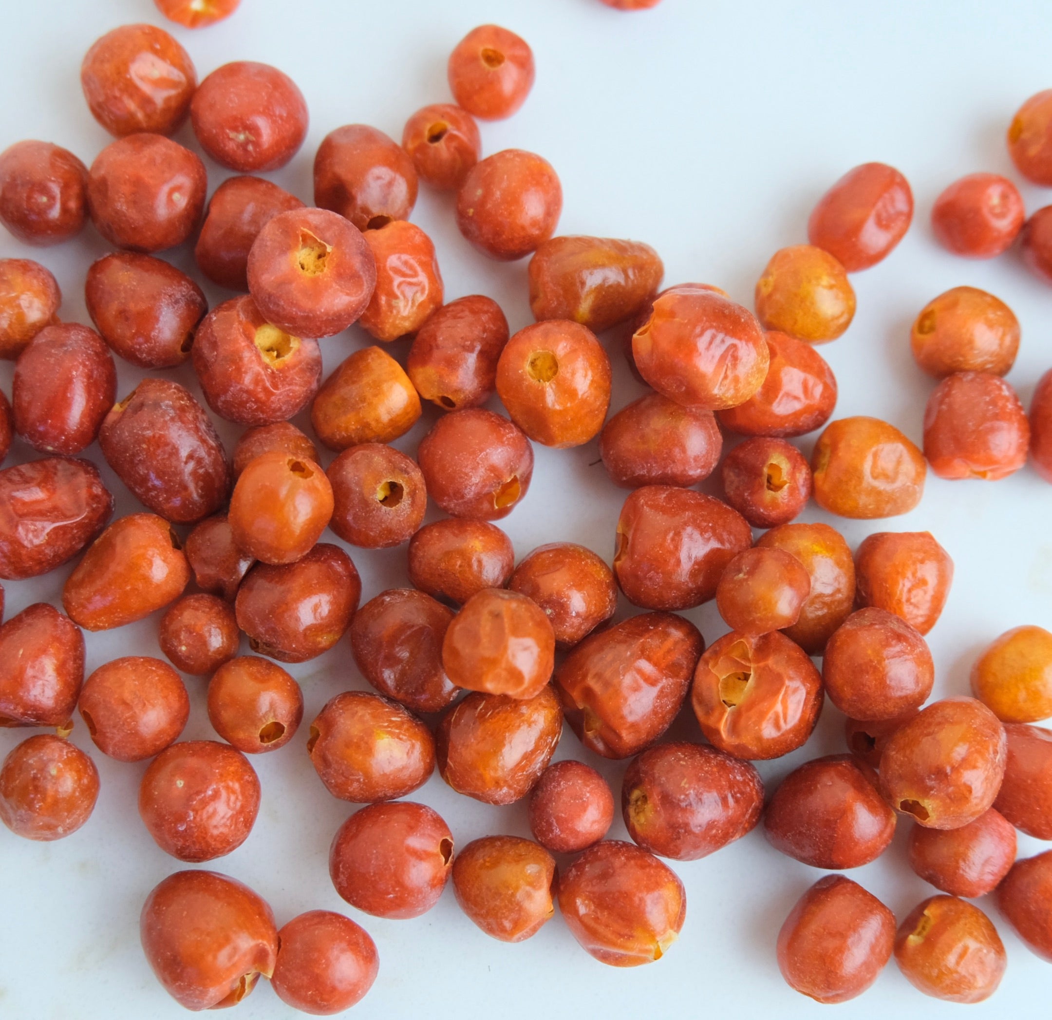 WILD CHILTEPIN - AUTHENTIC WILD BIRD CHILI