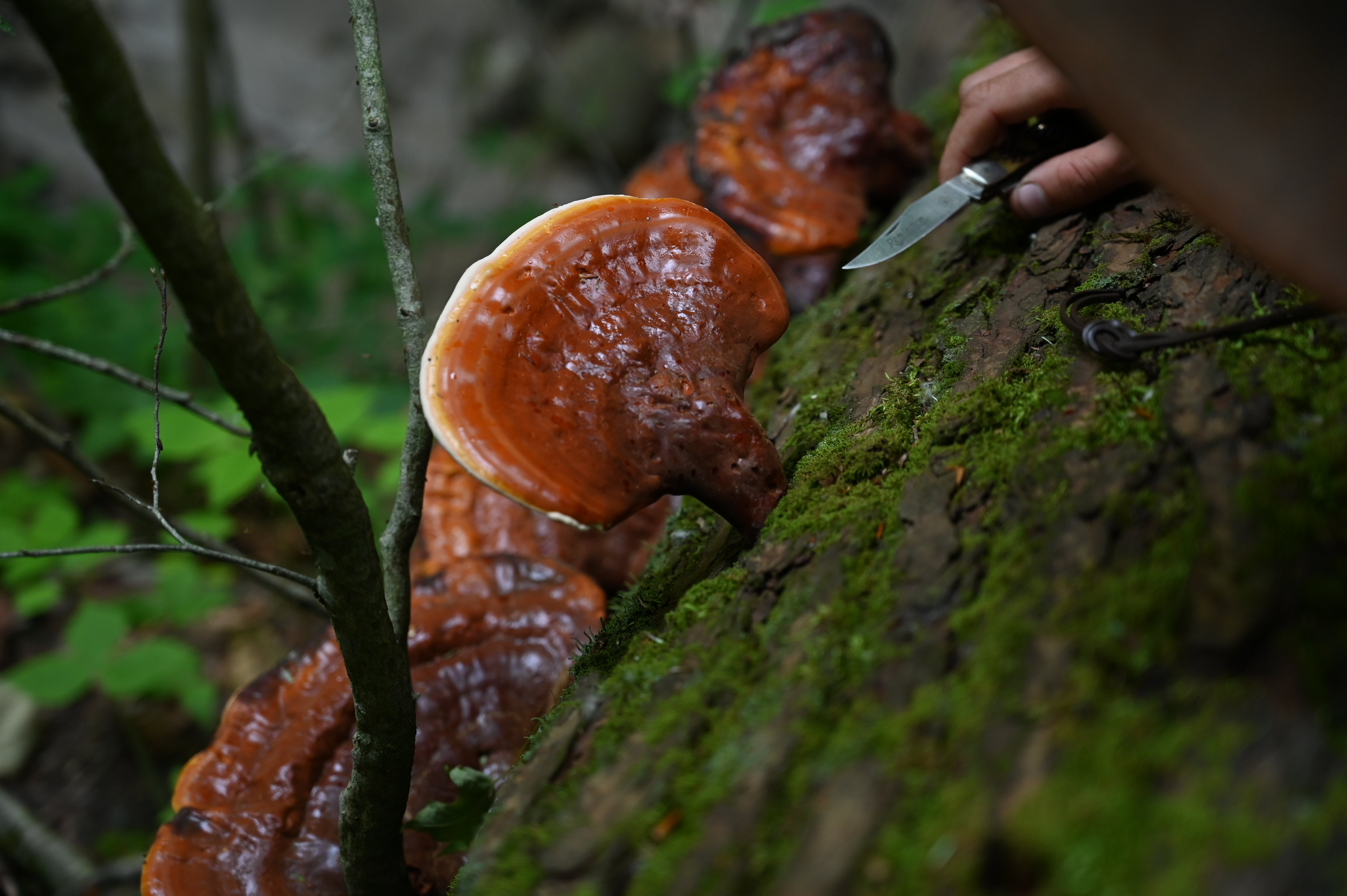 REISHI MUSHROOM SLICES