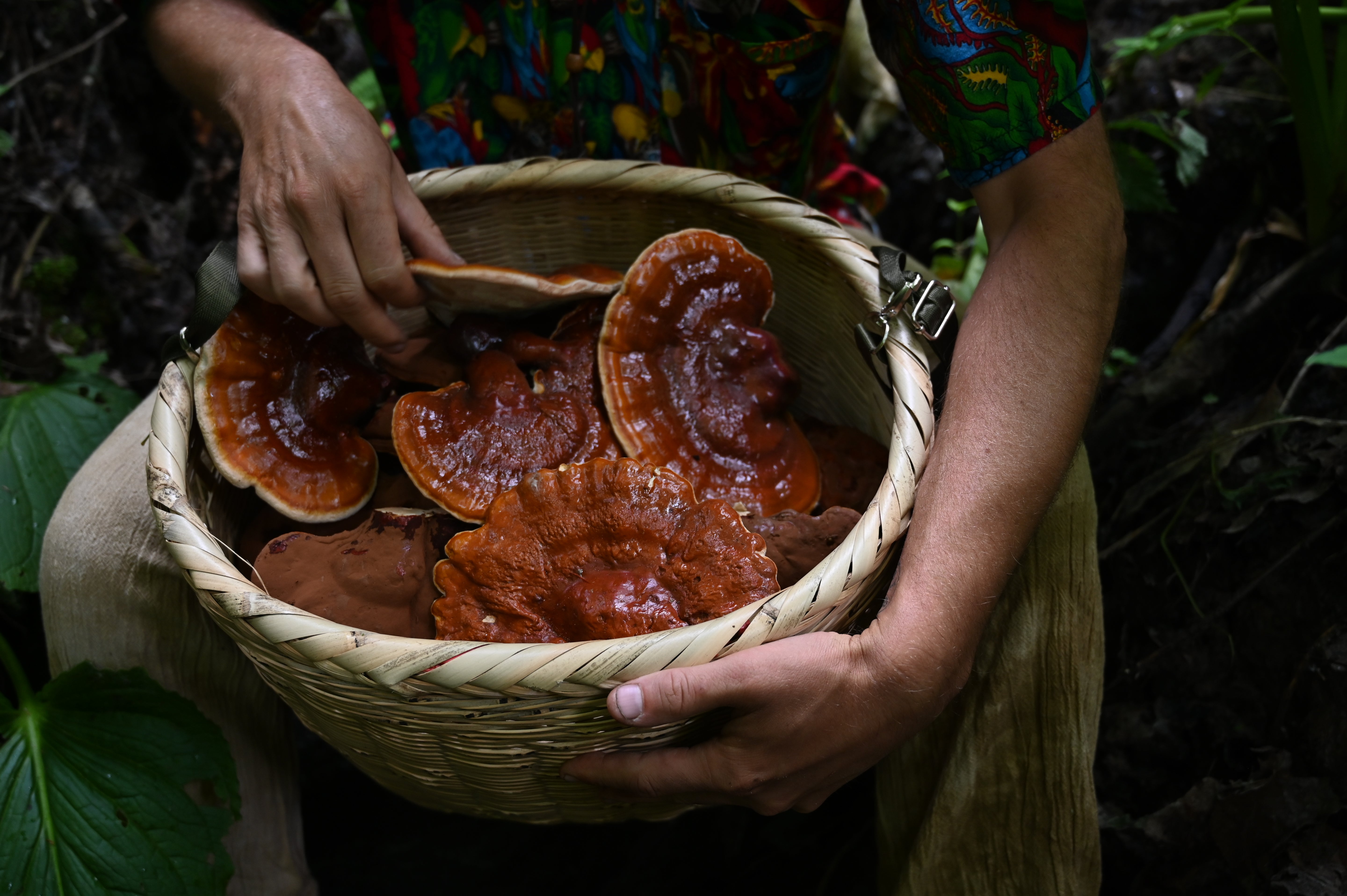 REISHI MUSHROOM SLICES
