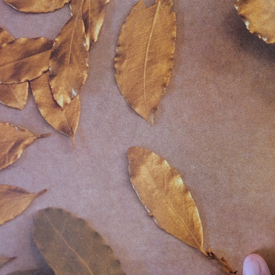 Martha Stewart's Christmas: Entertaining, Decorating, and Giving (First Edition)