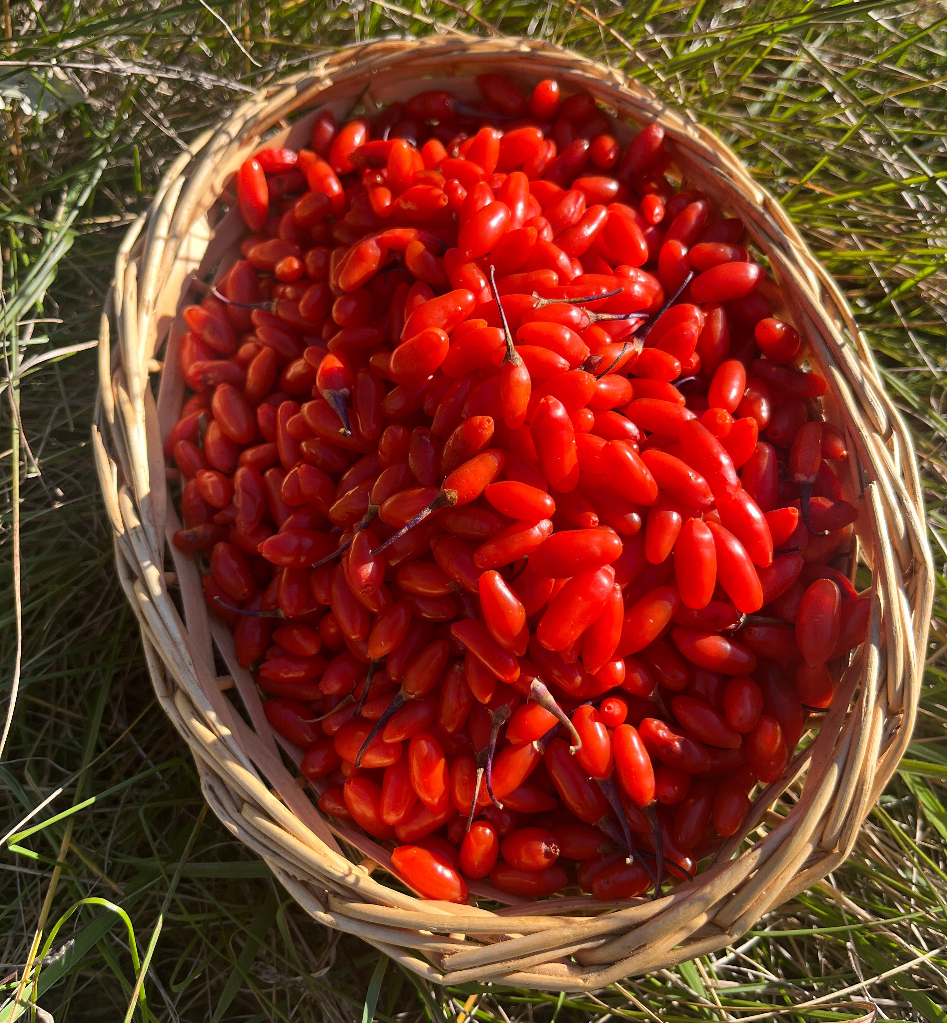 Basket filled with fresh red goji berries on a grassy background