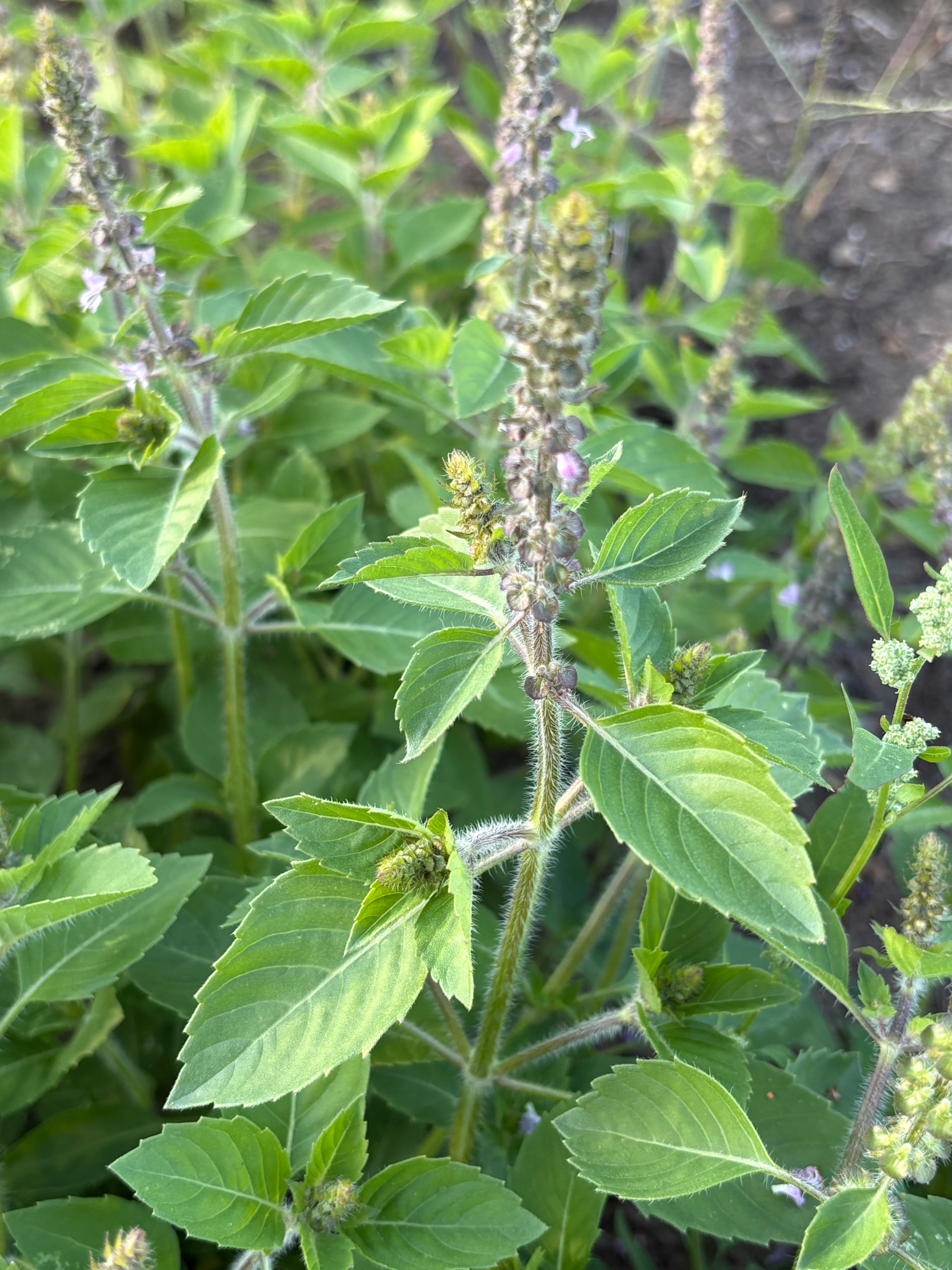 HOLY BASIL