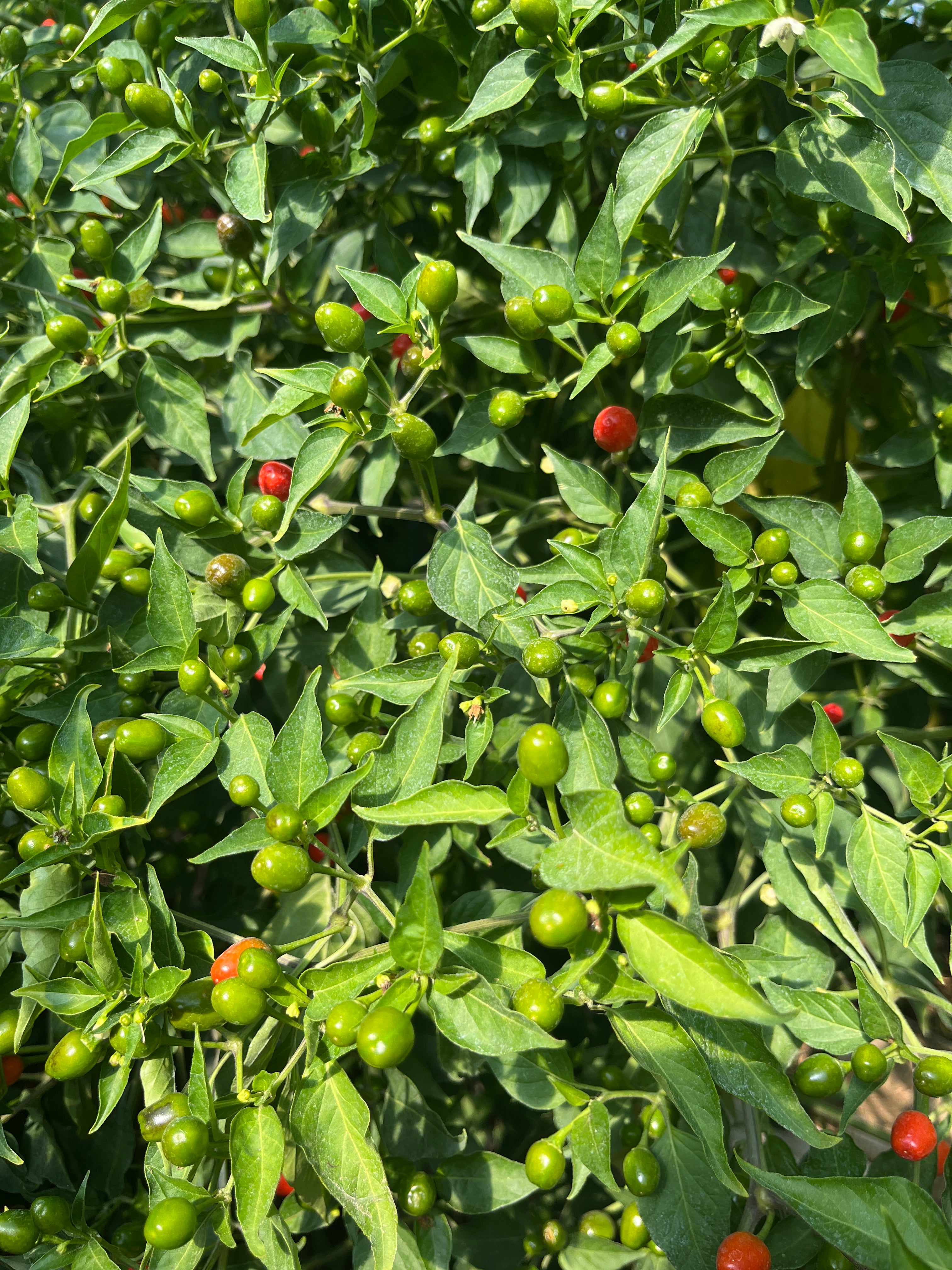 WILD CHILTEPIN - AUTHENTIC WILD BIRD CHILI