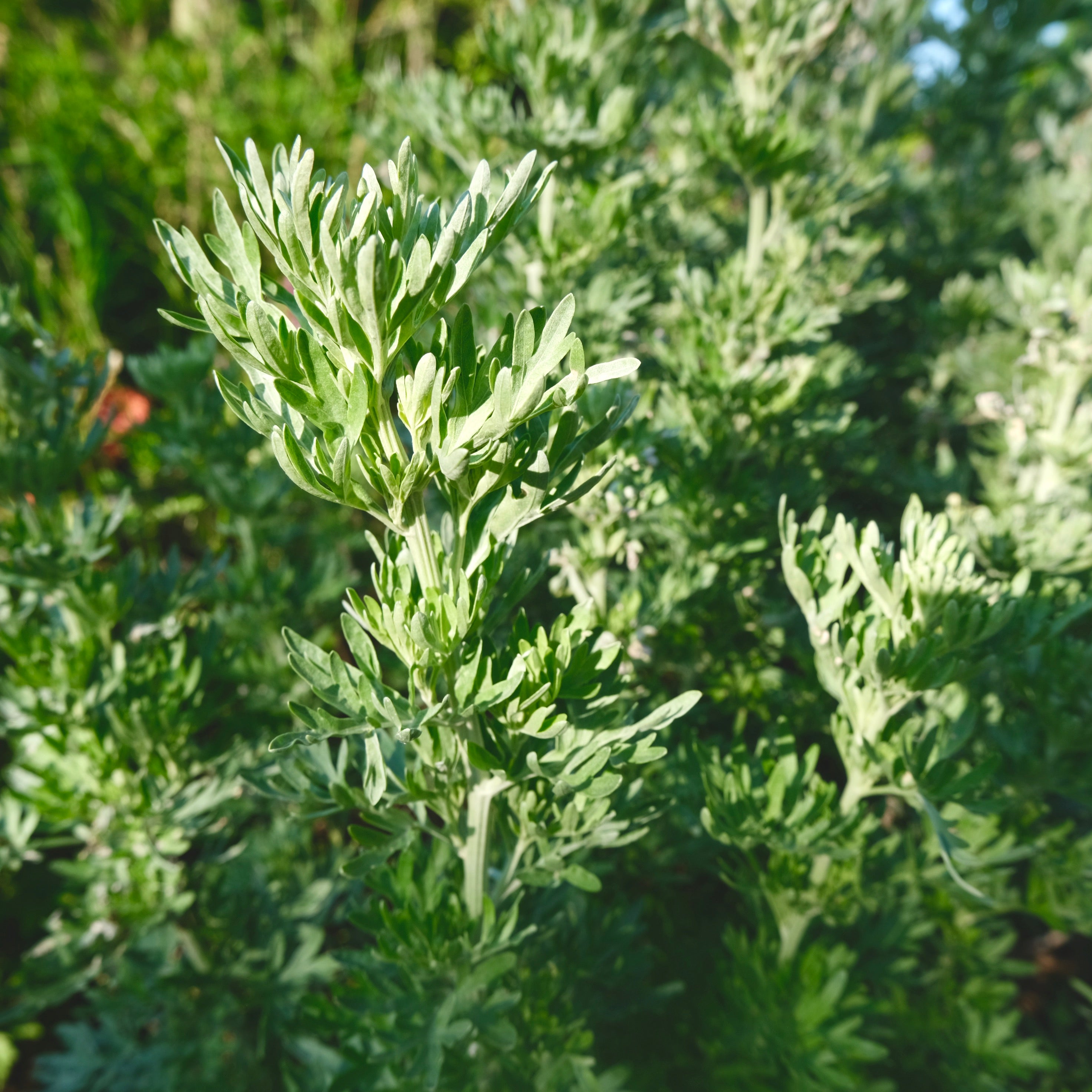 Close-up of wormwood plants with a blurred natural background