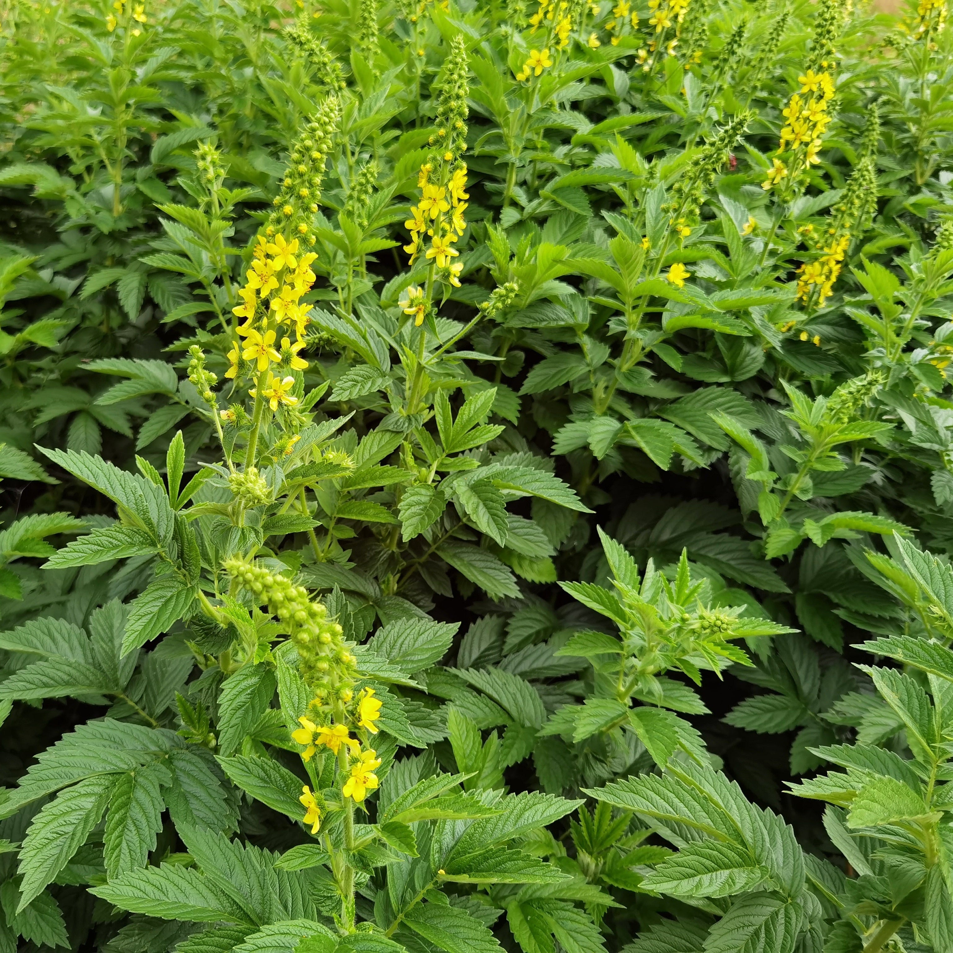 Green plants with yellow flowers in a field