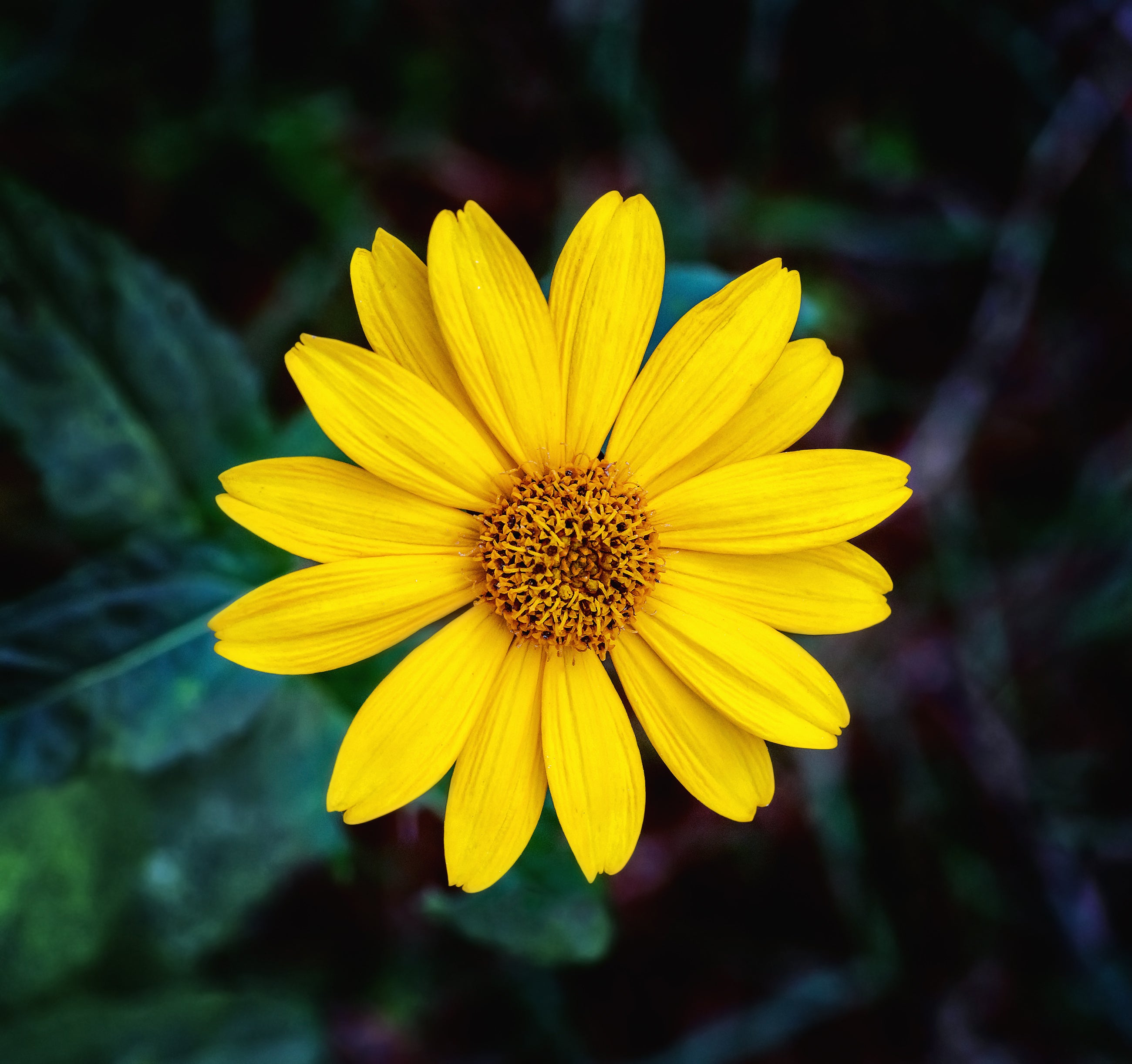 Close-up of a bright yellow flower with a dark background