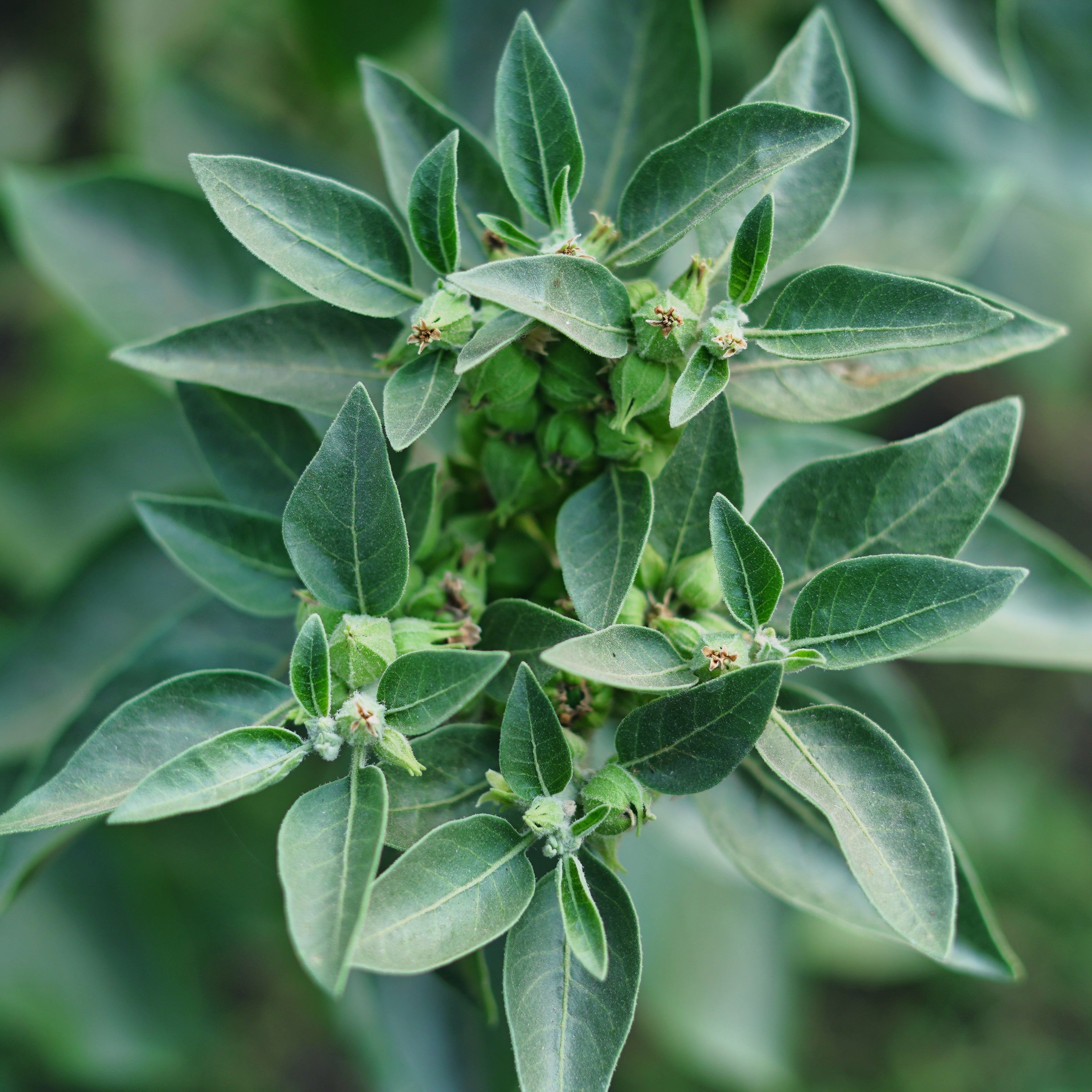 Close-up of green leafy Ashwagandha plant with a blurred natural background