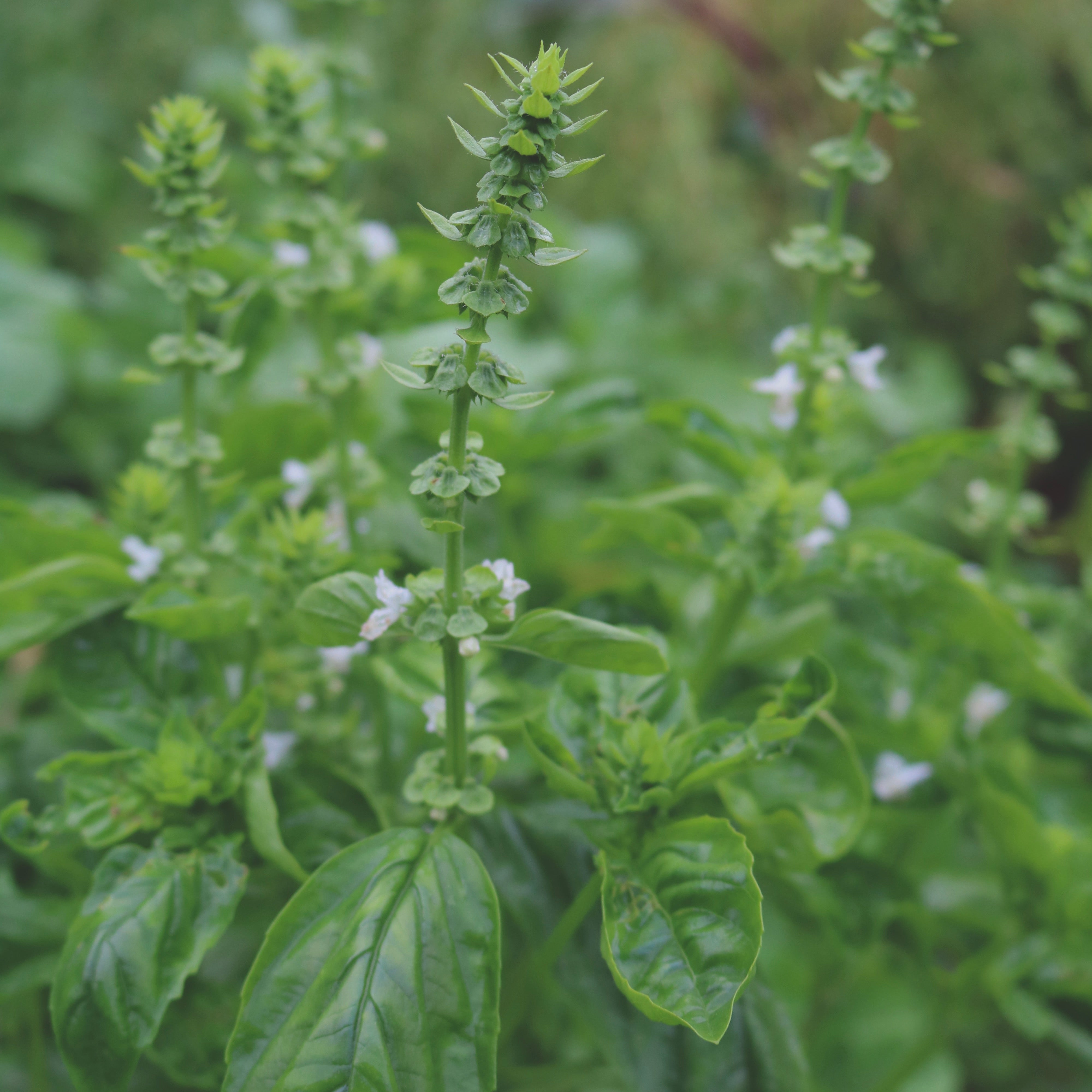 CAMPHOR BASIL