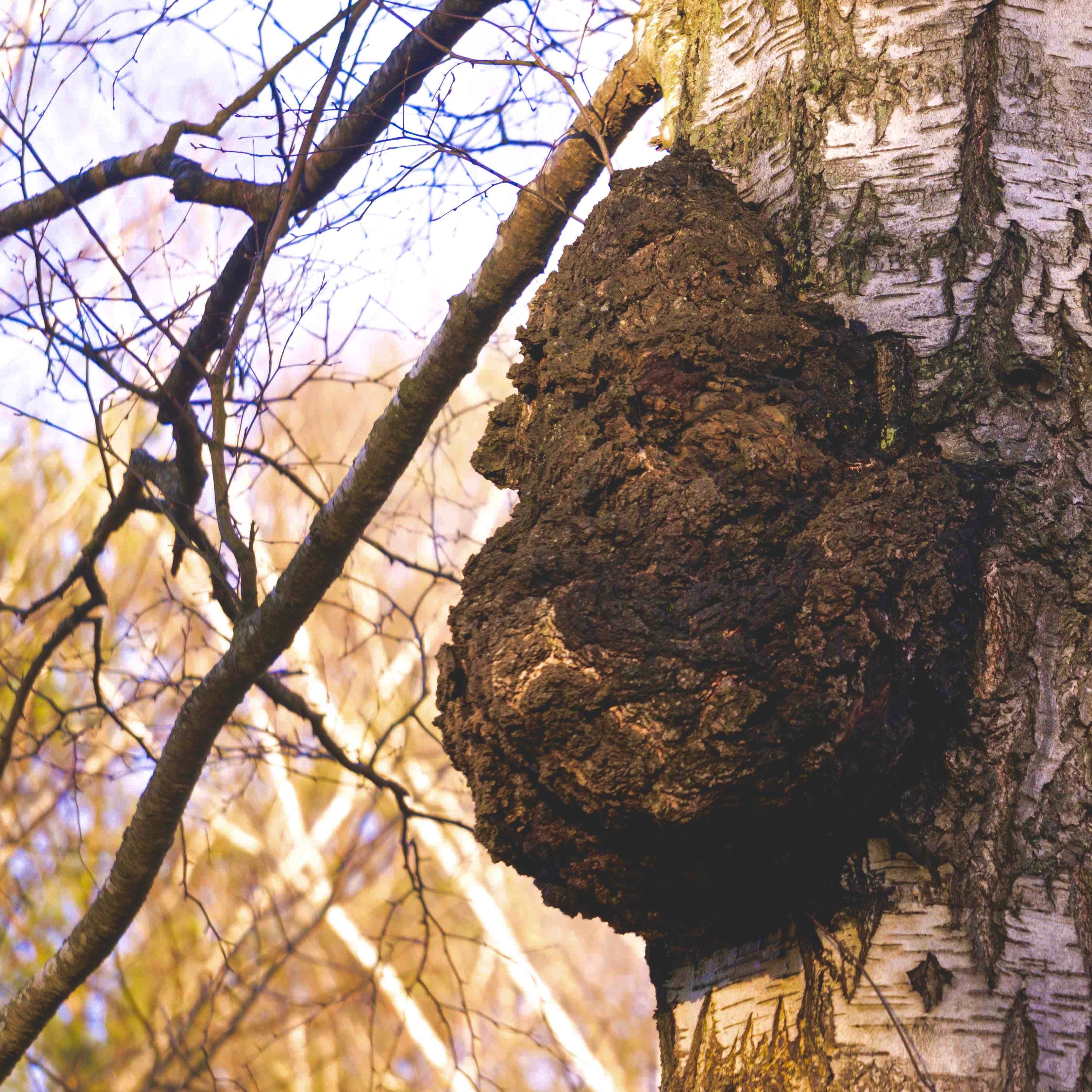 CHAGA MUSHROOM CHUNKS