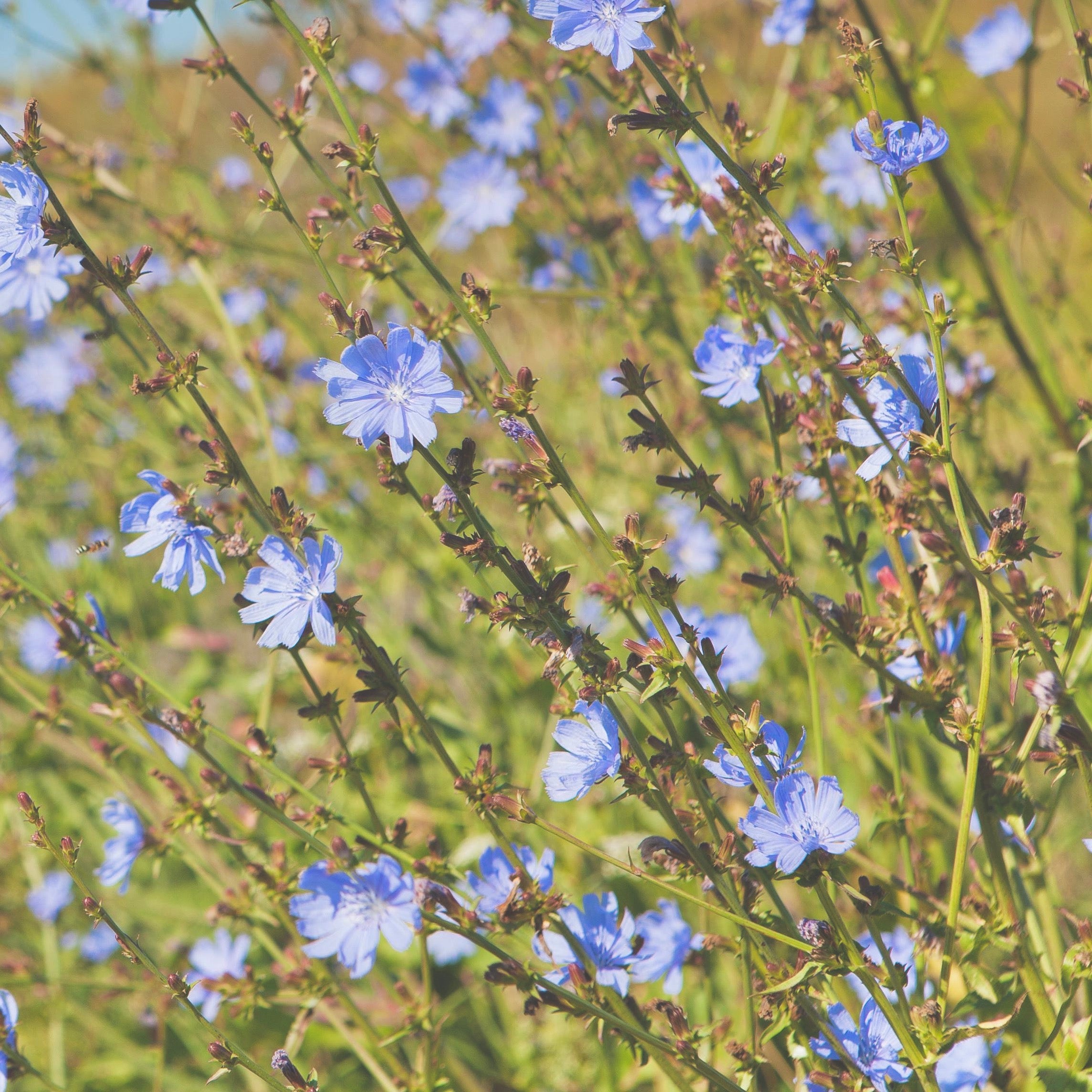 ROASTED CHICORY ROOT