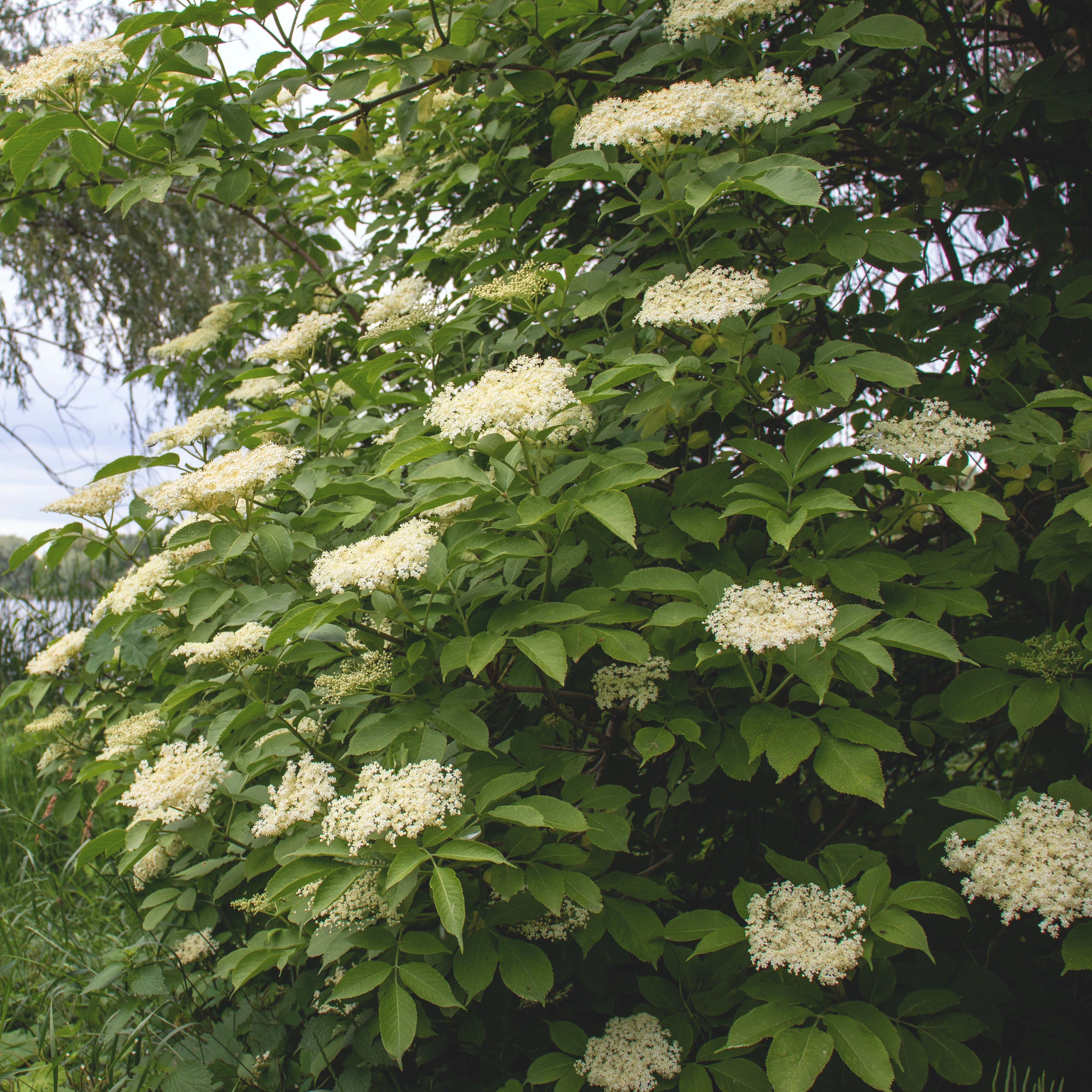 Green elder berry bush with white flowers and leaves