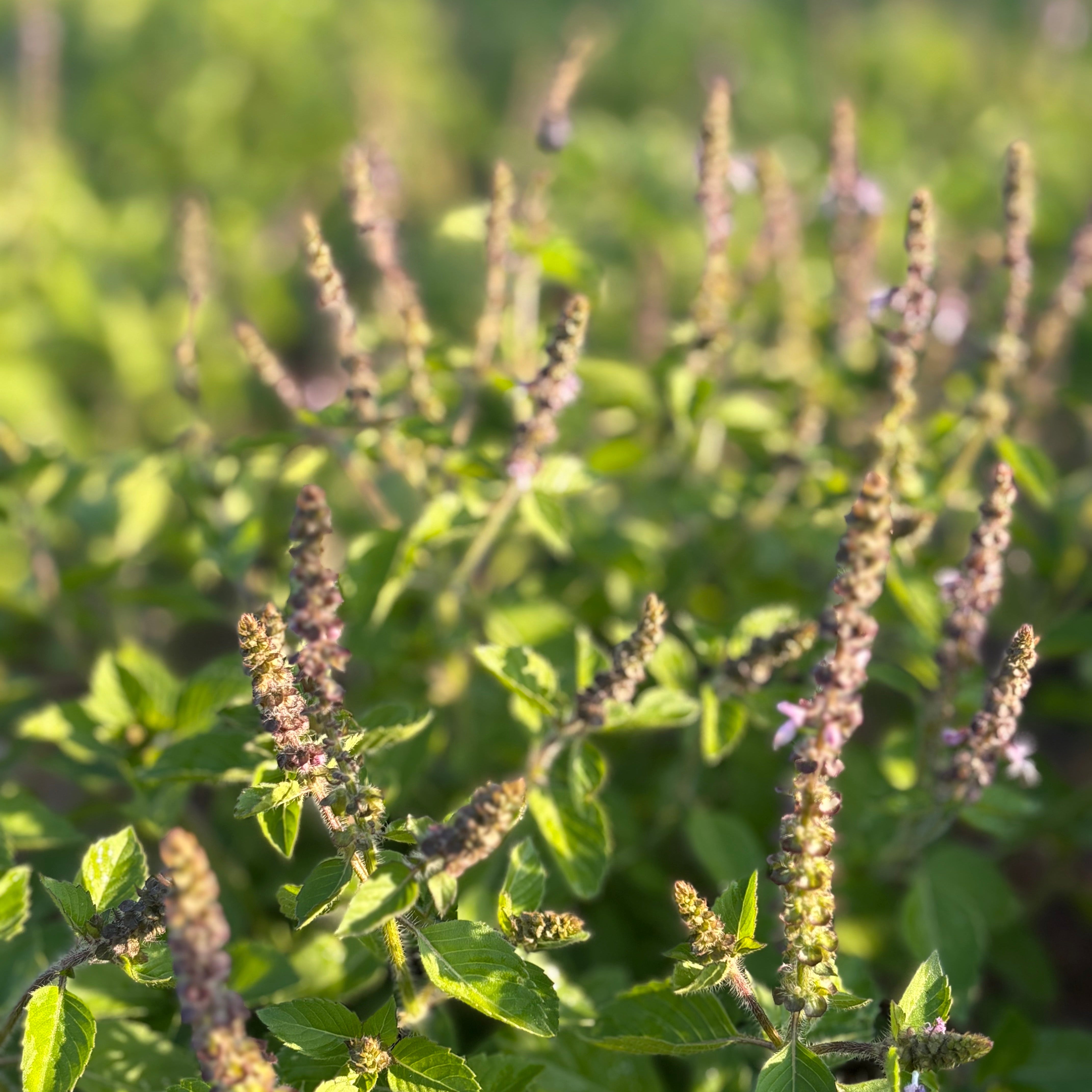 Close-up of a plant with green leaves and purple flower spikes.