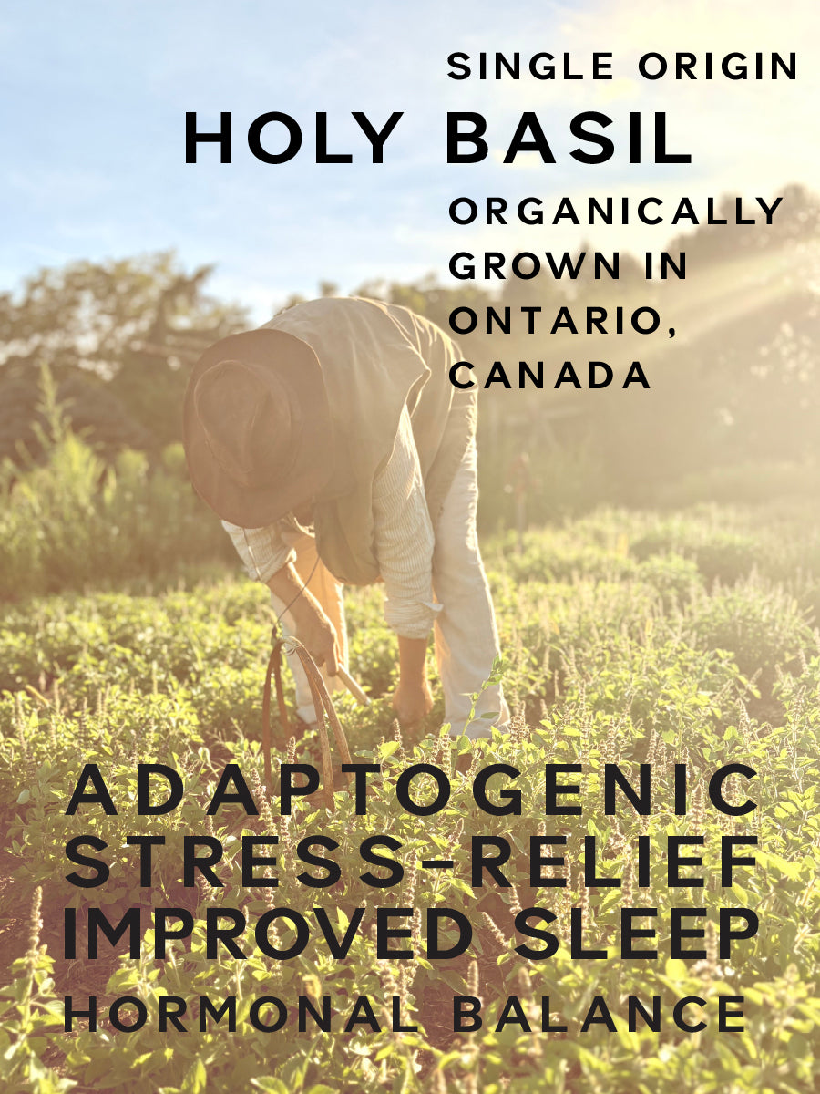 Person tending to plants in a field with text about single origin holy basil from Ontario, Canada.