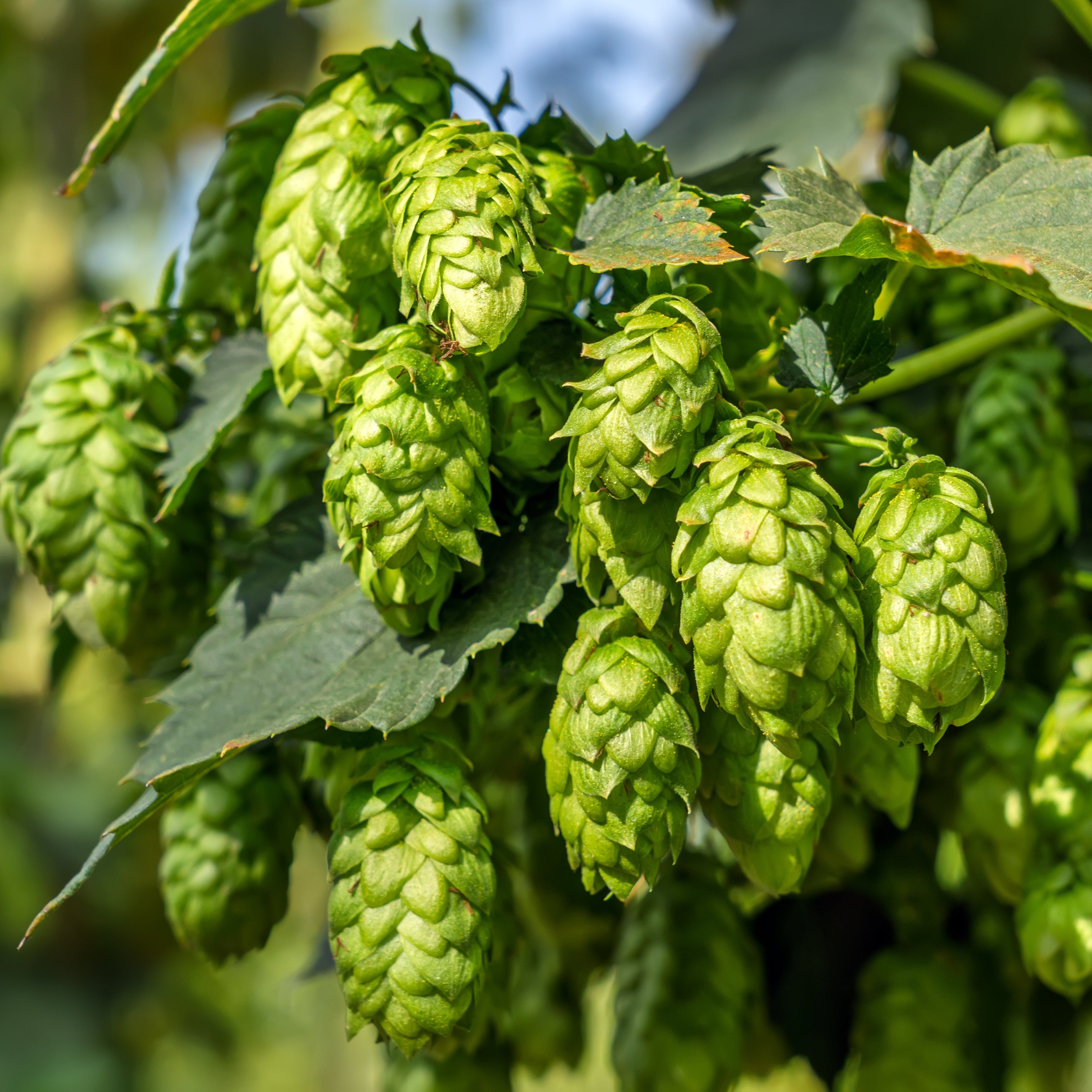 Close-up of green hops on a plant with a blurred natural background