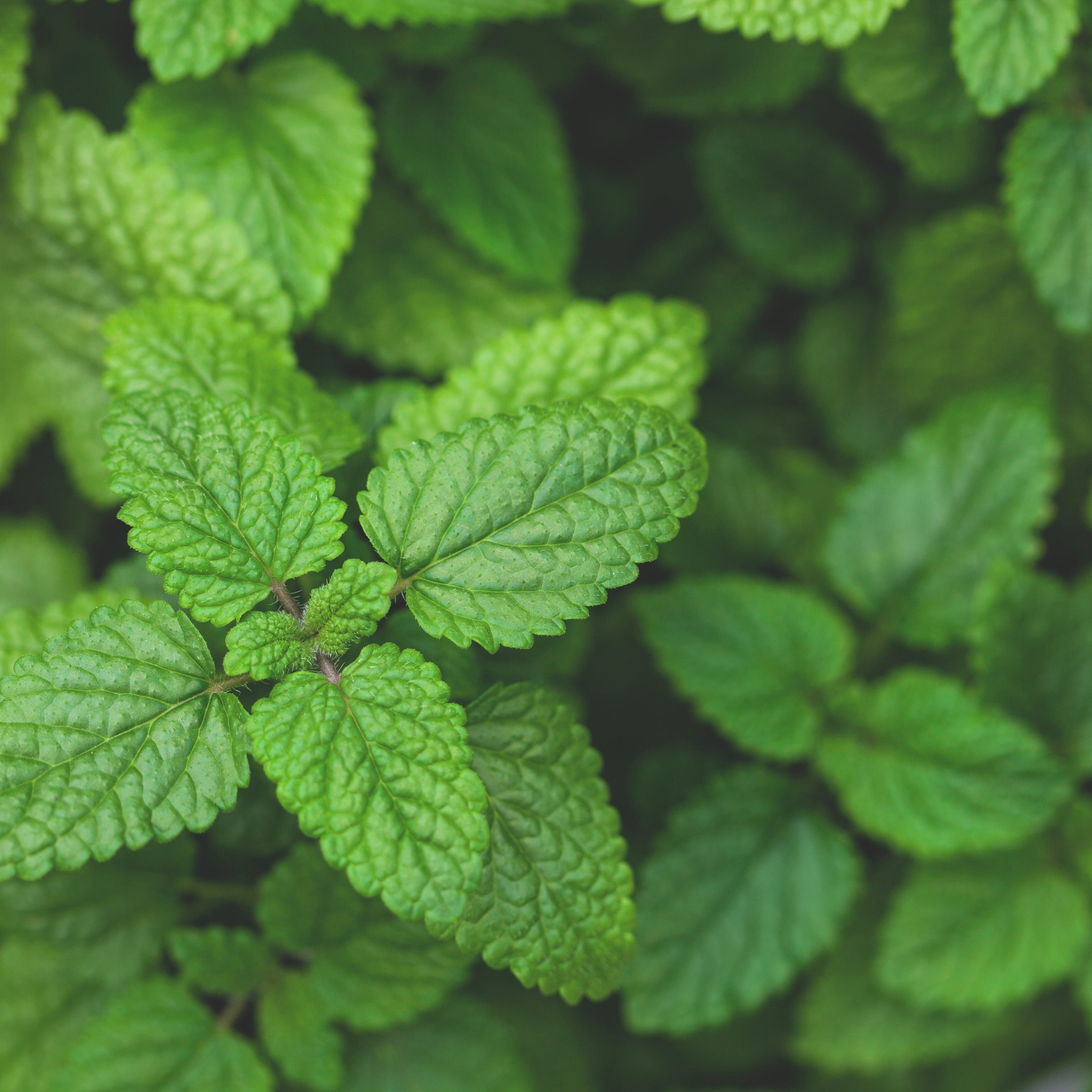 LEMON BALM