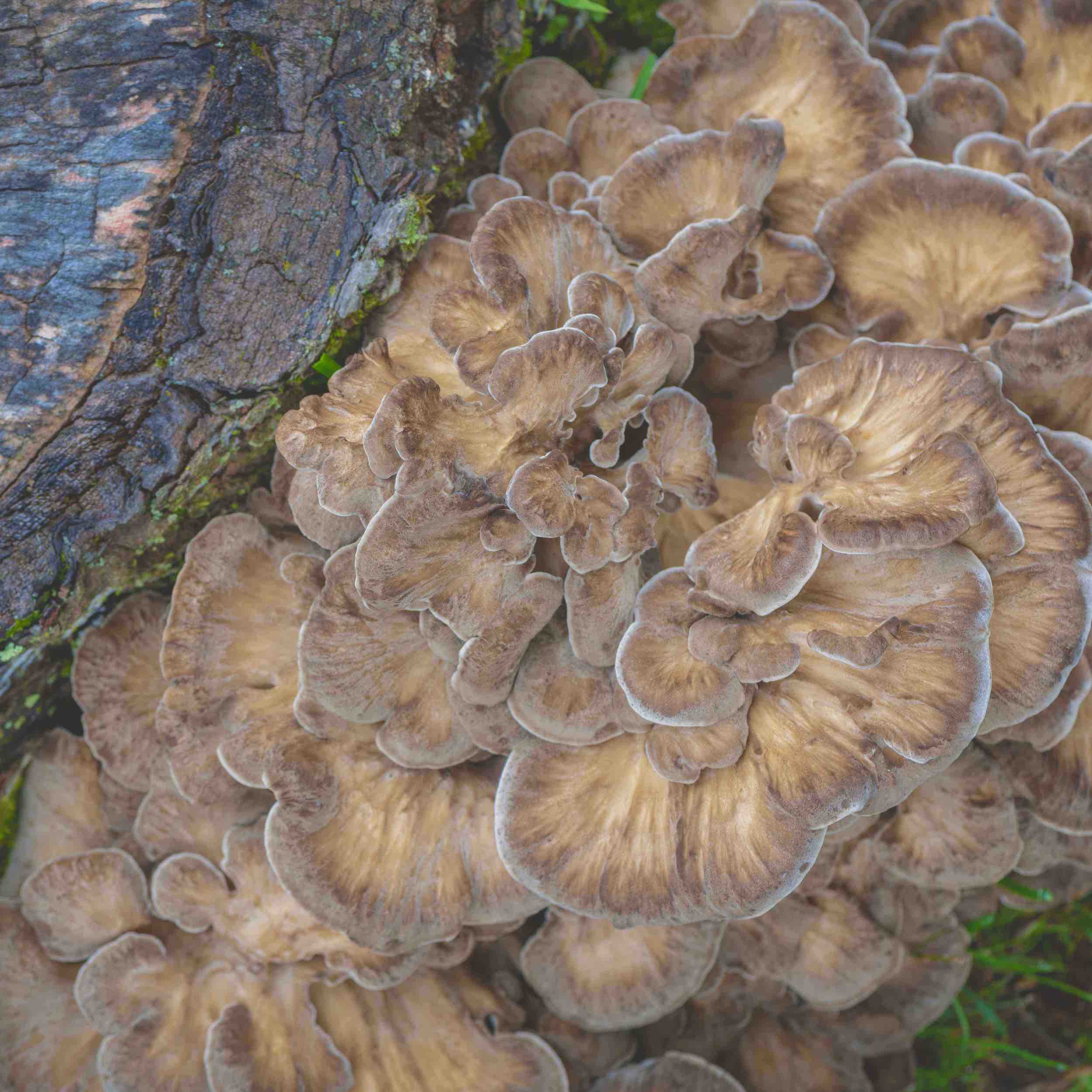 MAITAKE