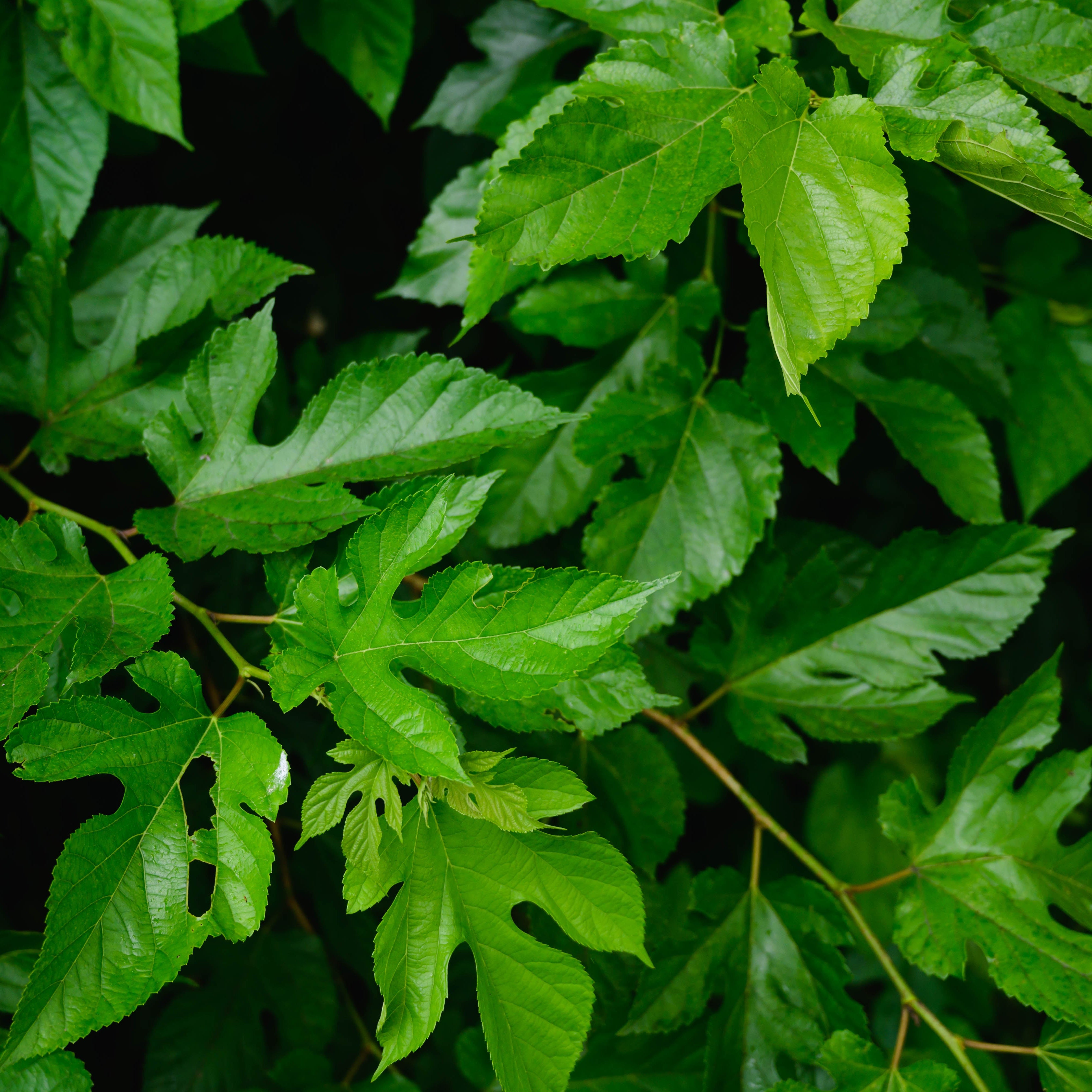 Close-up of green leaves with a blurred background