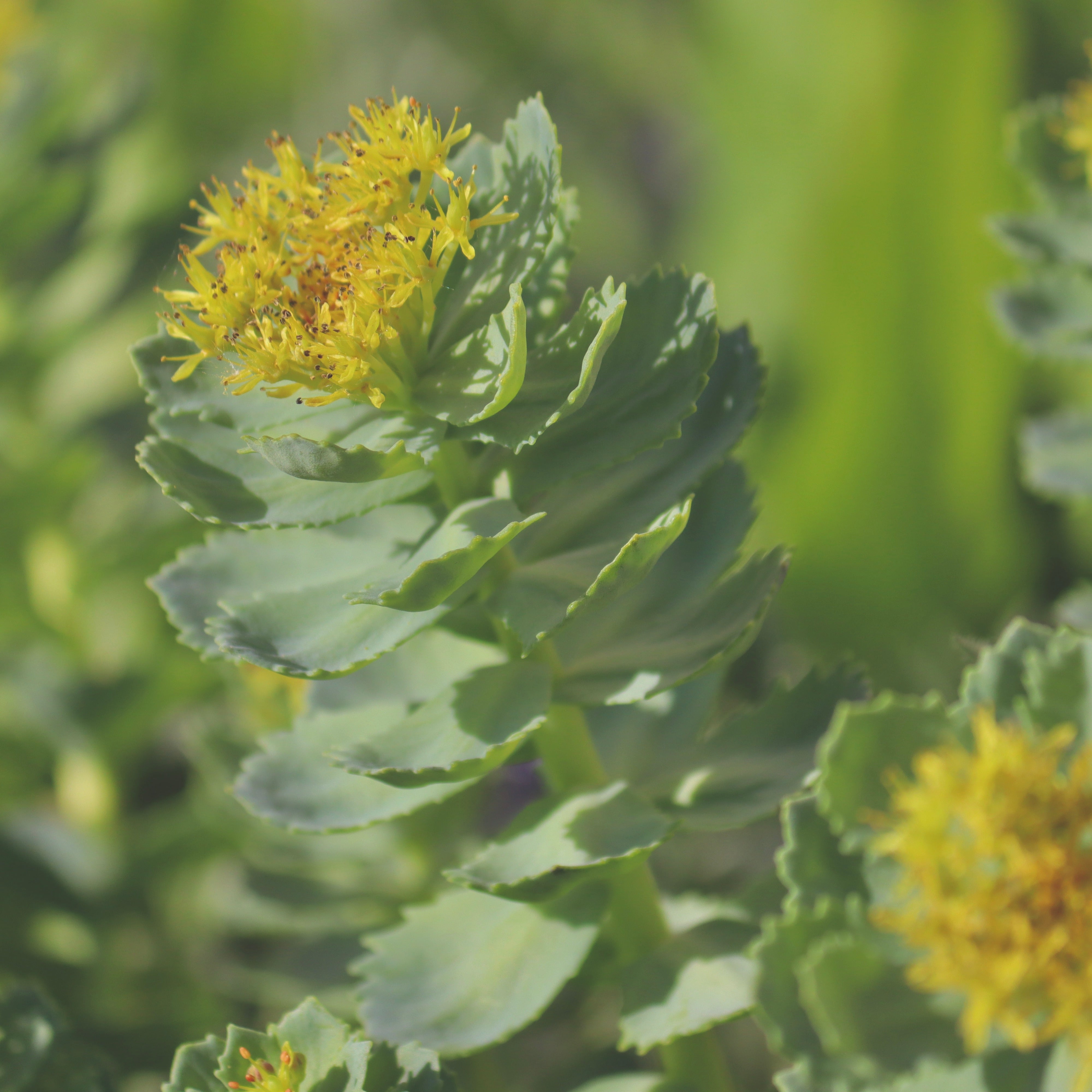 RHODIOLA ROOT