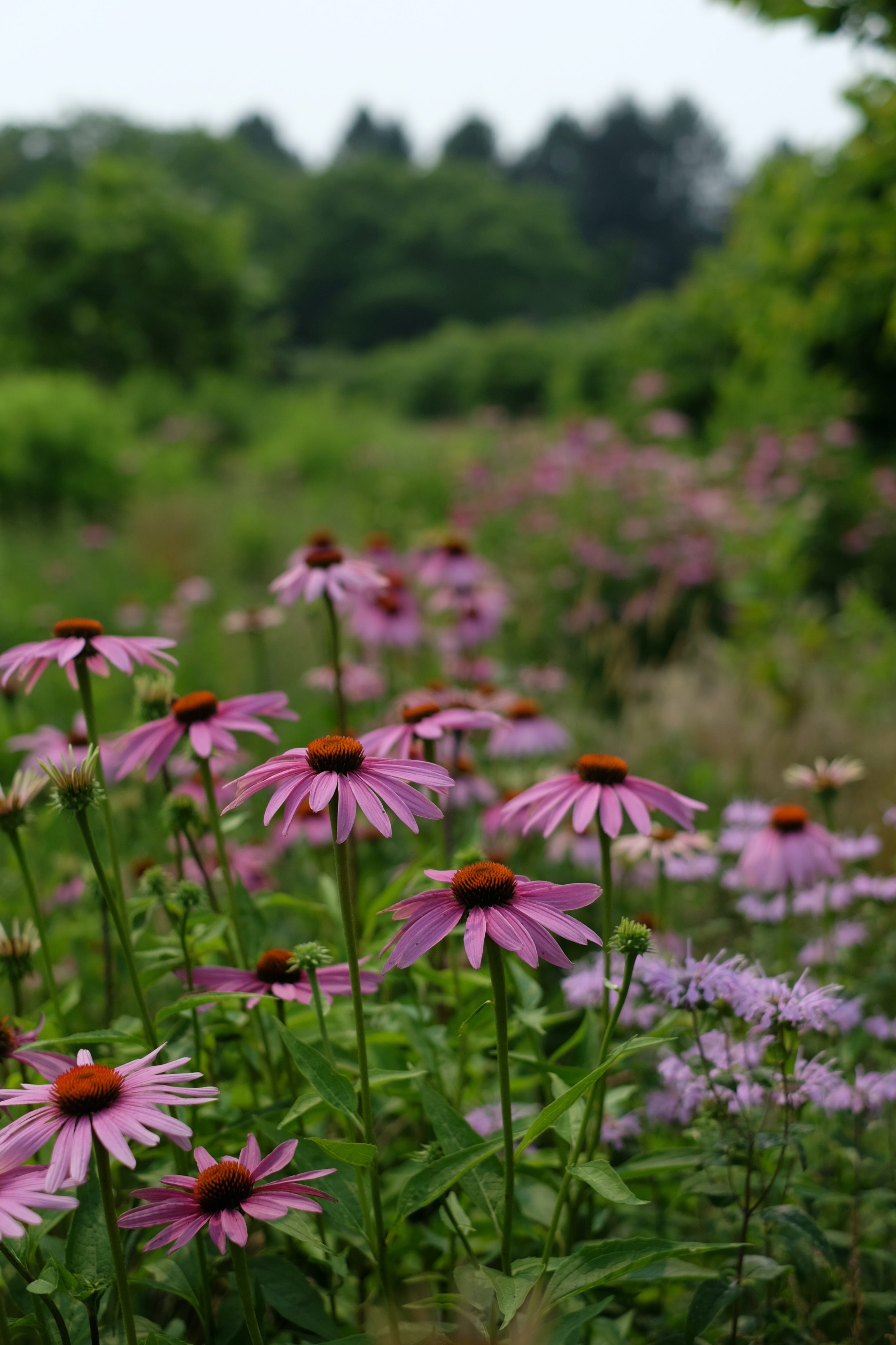 A VOICE IN THE WILDERNESS DAY RETREAT