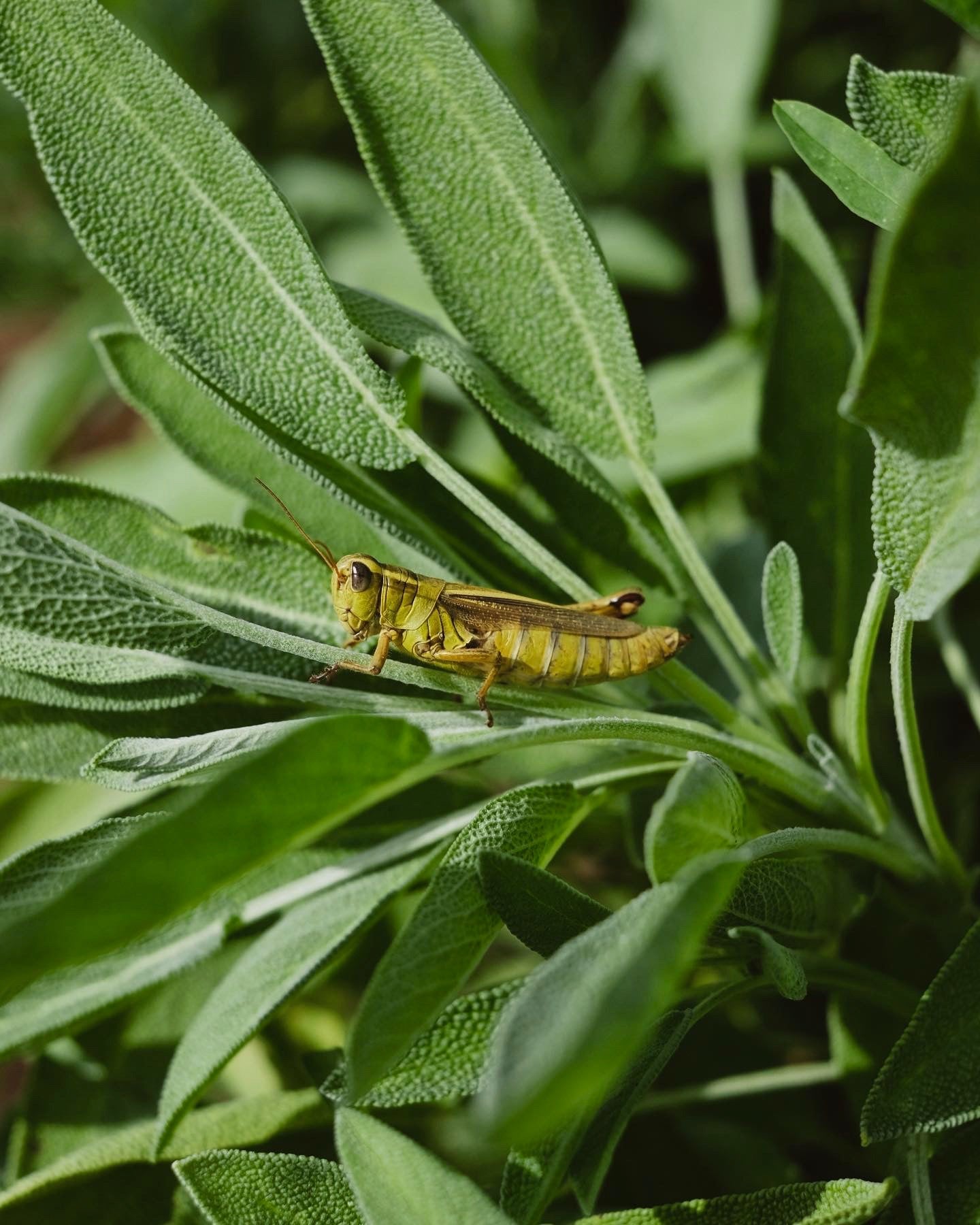 A VOICE IN THE WILDERNESS DAY RETREAT