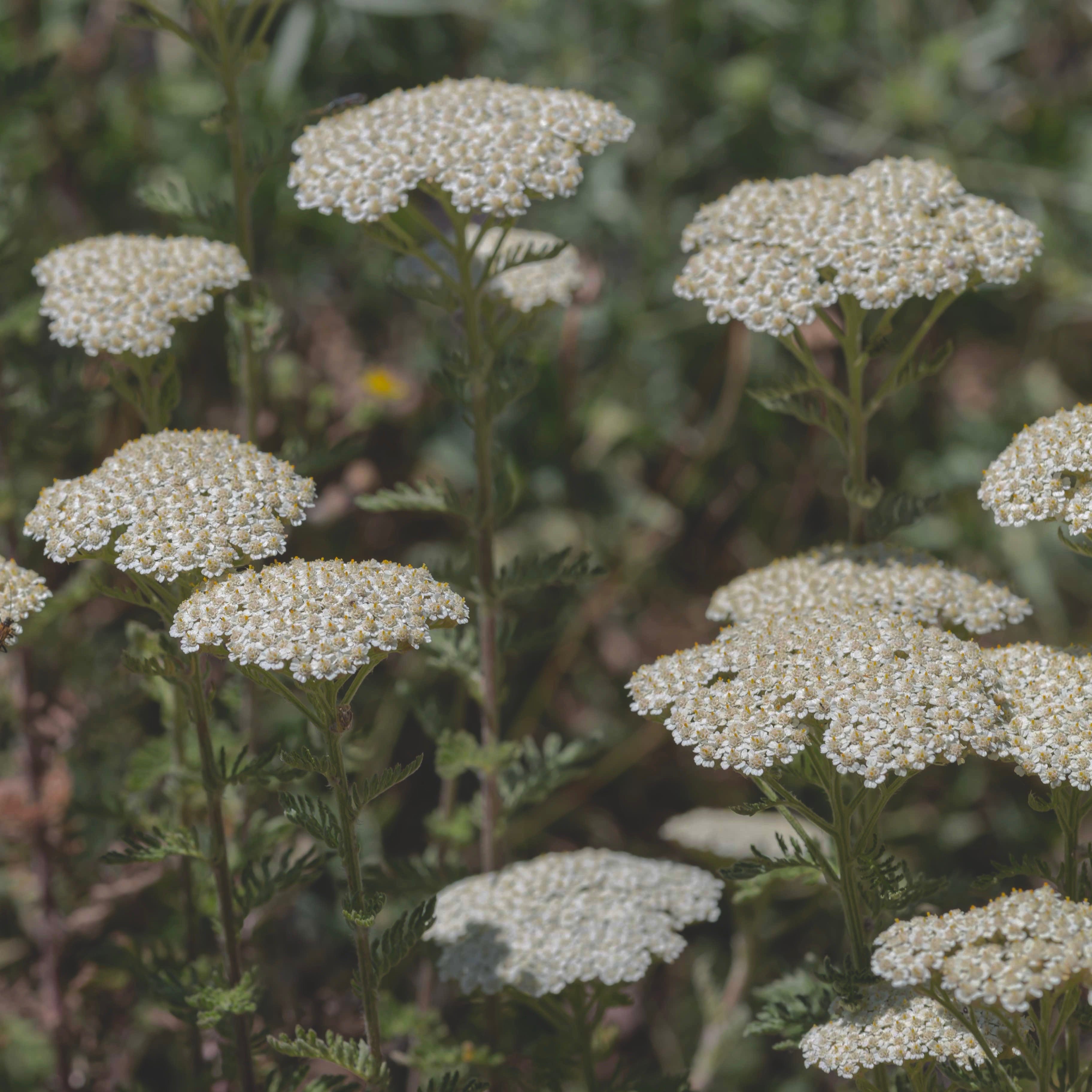 YARROW