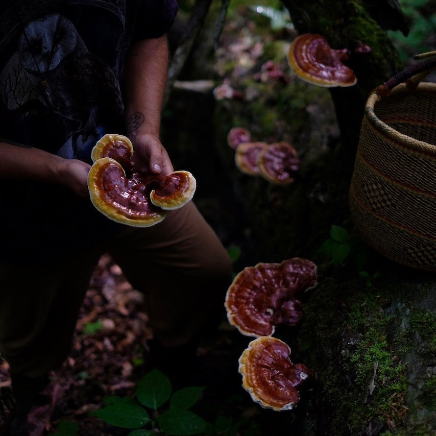 Reishi (Ganoderma lucidum) is also known as the Mushroom of Immortality and is revered for its adaptogenic and longevity enhancing properties.   Can be used in hot water infusions, broths, decoctions, tinctures and dual extractions. 