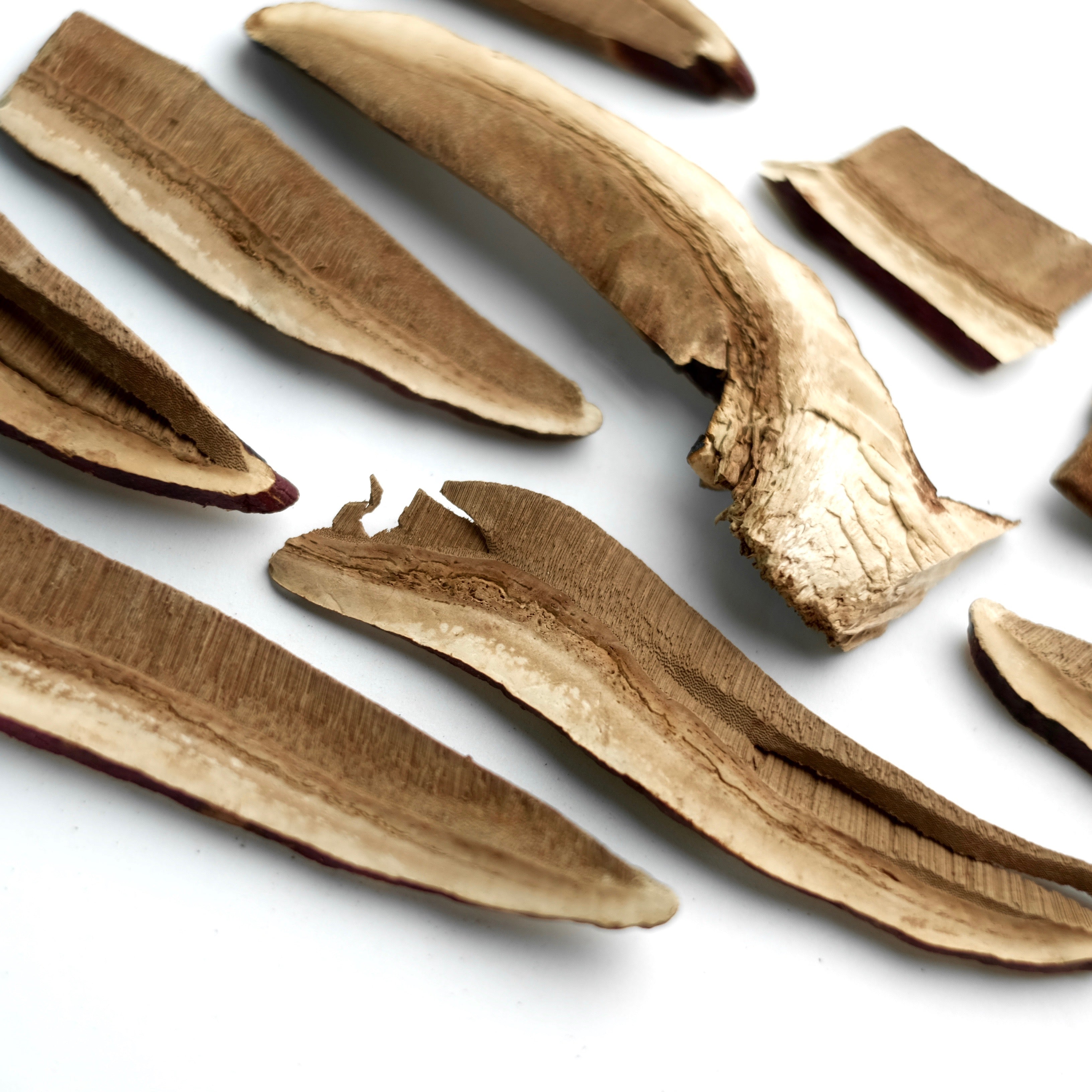 Reishi (Ganoderma lucidum) is also known as the Mushroom of Immortality and is revered for its adaptogenic and longevity enhancing properties.   Can be used in hot water infusions, broths, decoctions, tinctures and dual extractions. 