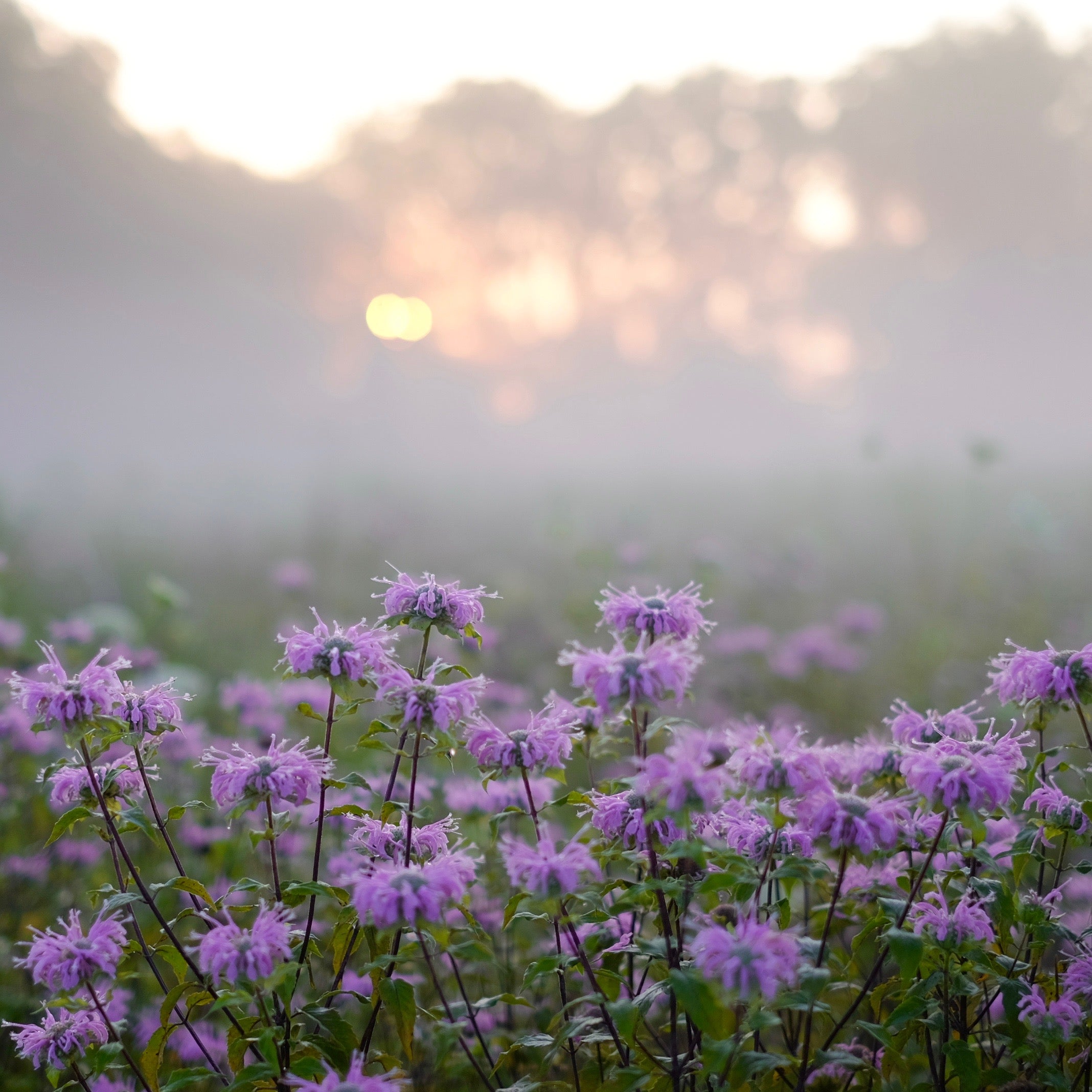 Bee Balm (Monarda fistulosa) is a native North American perennial wildflower also known as Wild Bergamot.