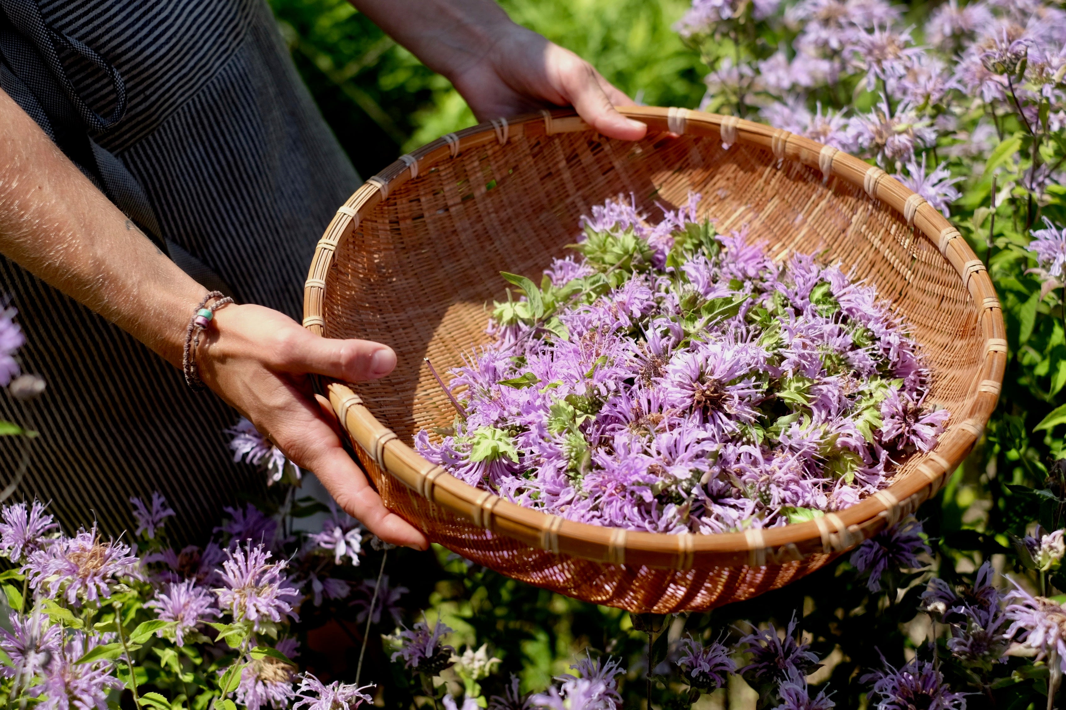 Bee Balm (Monarda fistulosa) is a native North American perennial wildflower also known as Wild Bergamot.