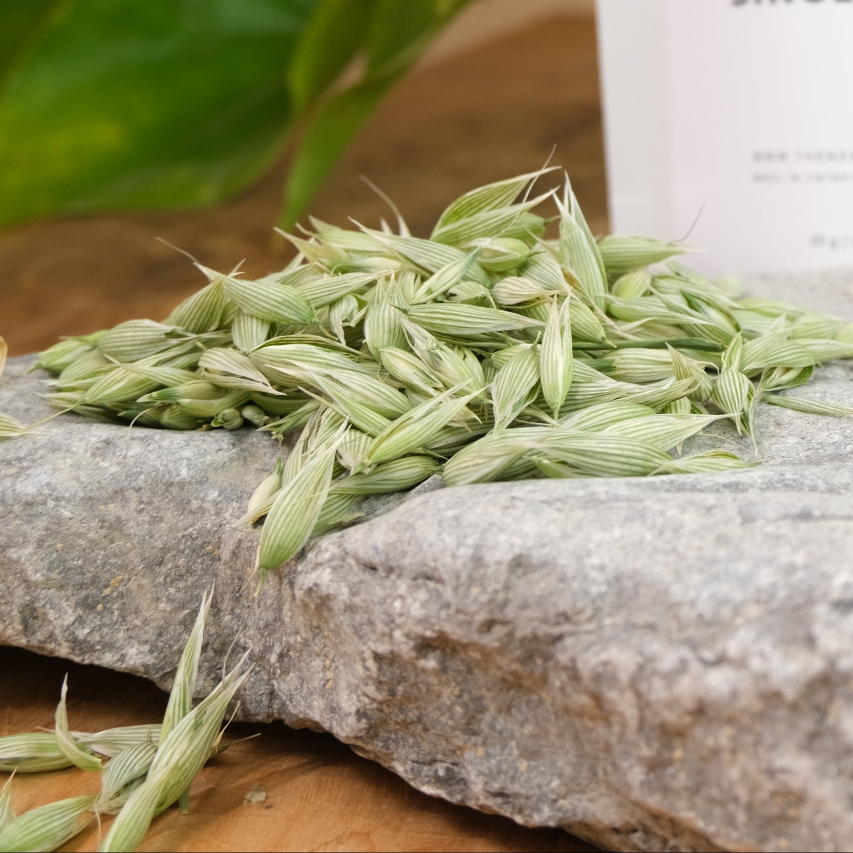 Milky Oats from Immaculata Herb Farm Farm