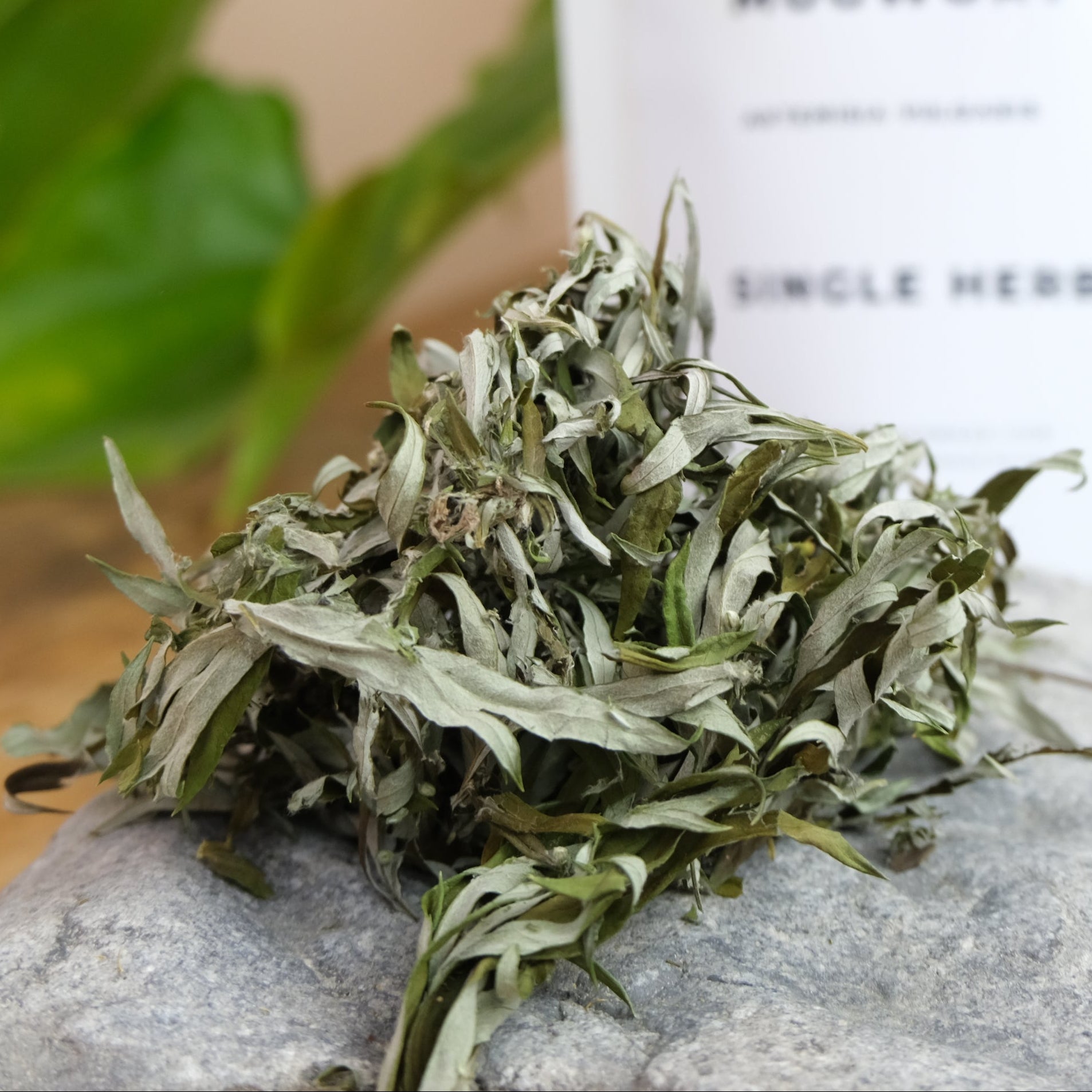 Mugwort from Immaculata Herb Farm