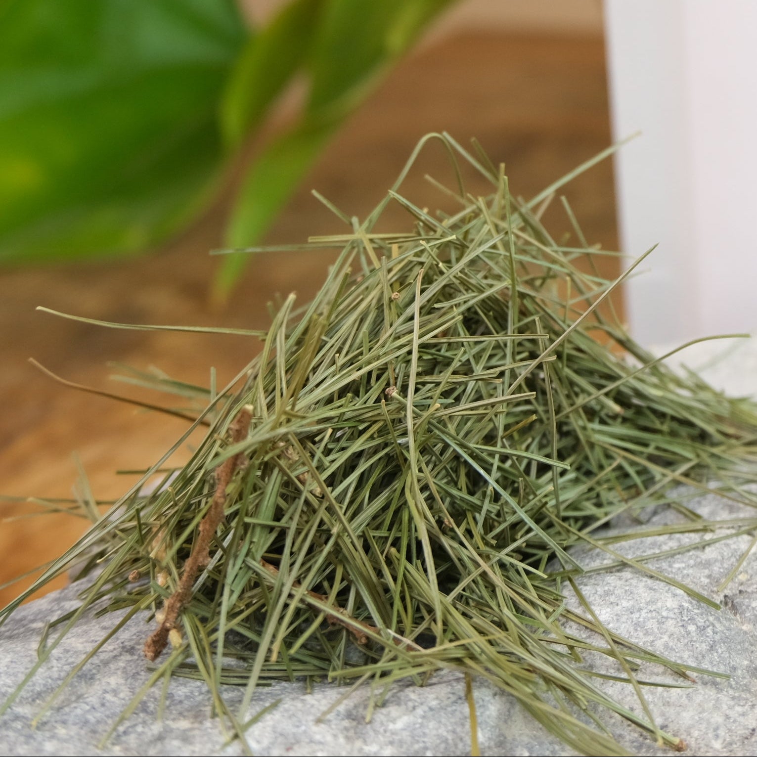 Eastern White Pine from Immaculata Herb Farm