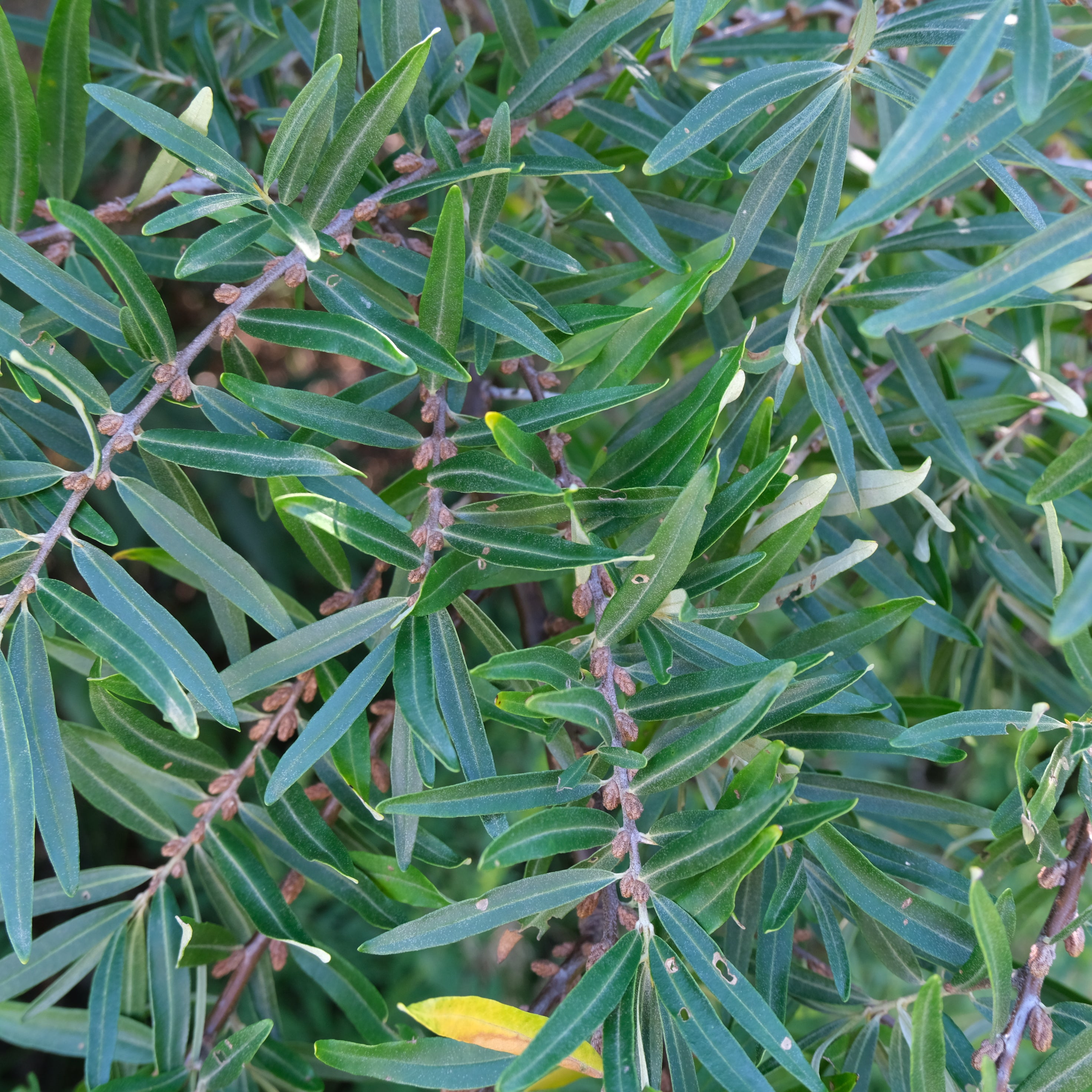 SEA BUCKTHORN LEAF + BERRY