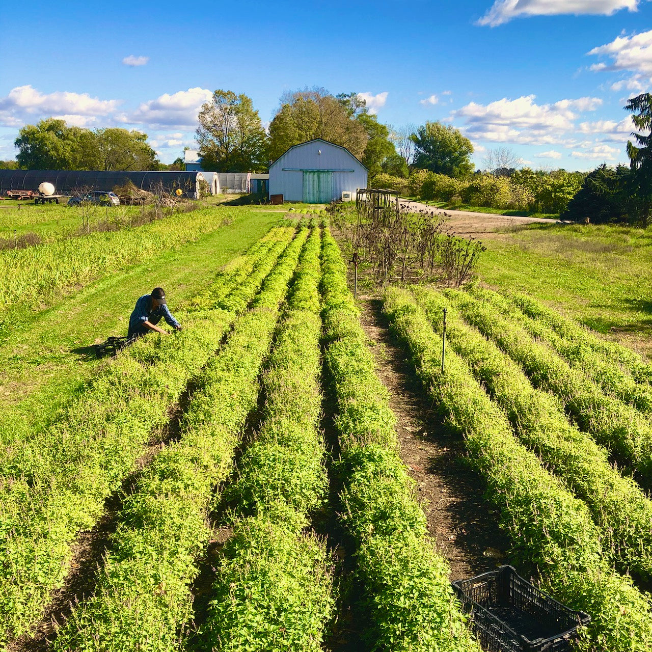 a field of holy basil