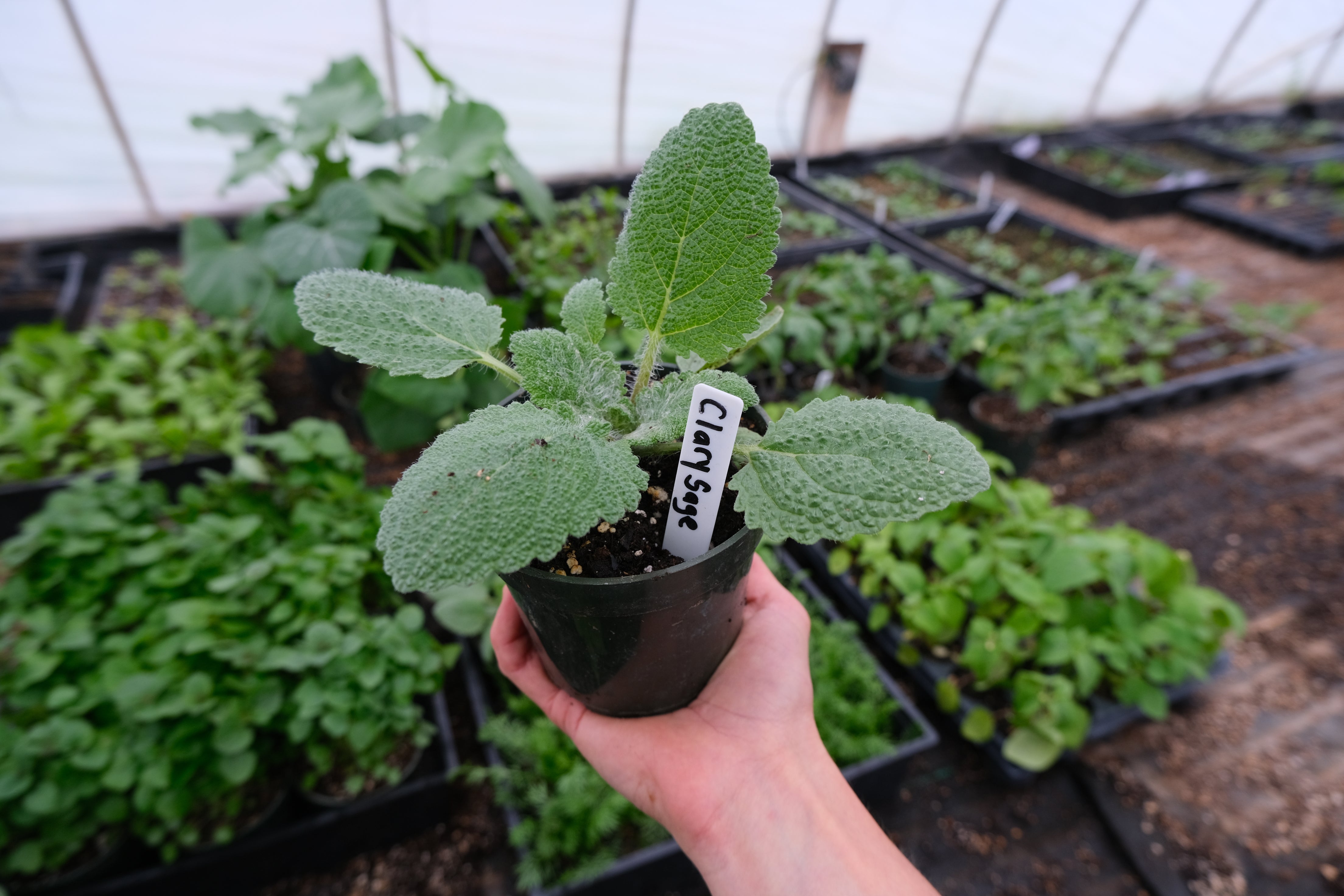 Clary Sage from The New New Age Herb Farm
