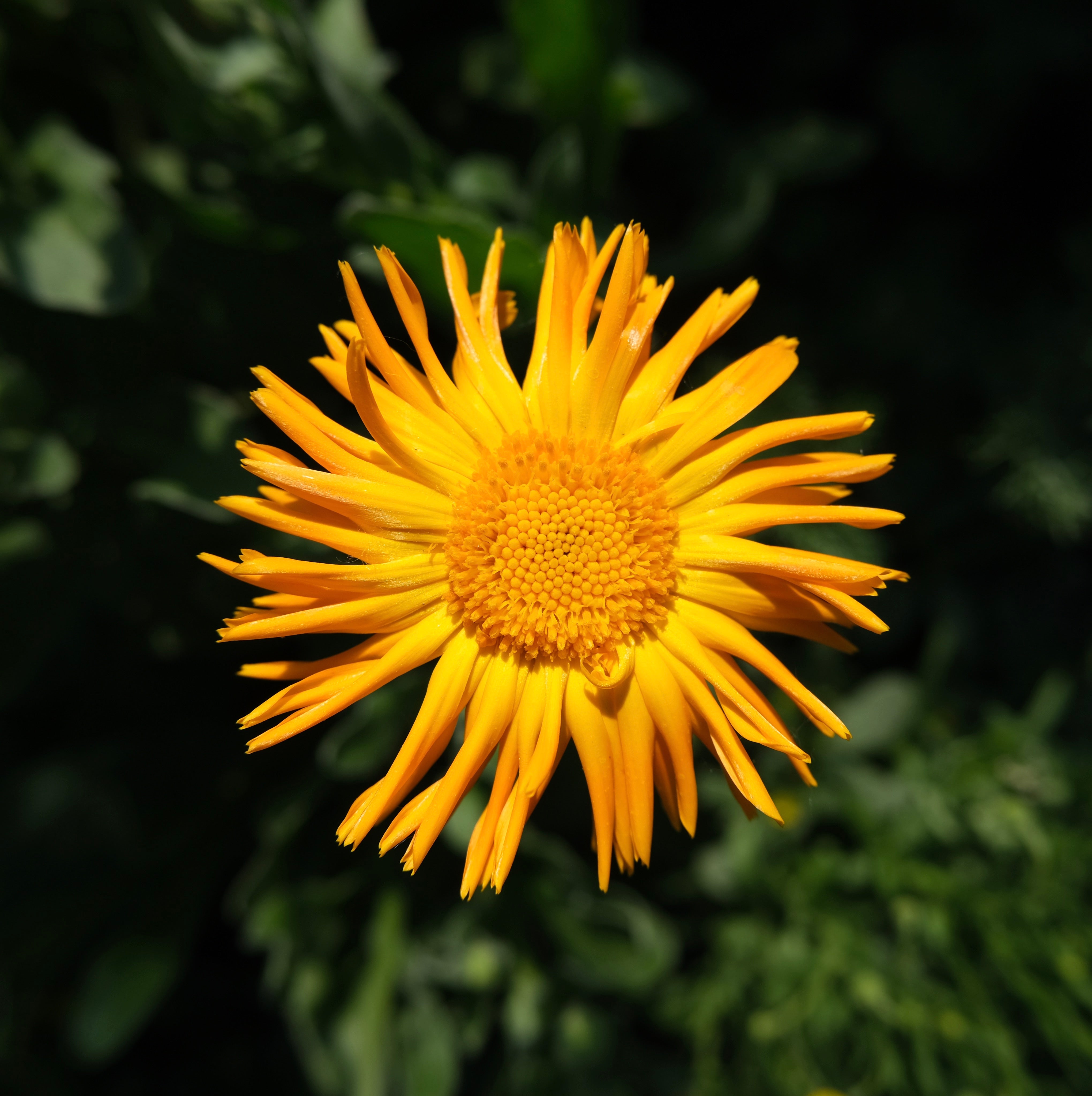 Calendula at The New New Age Herb Farm